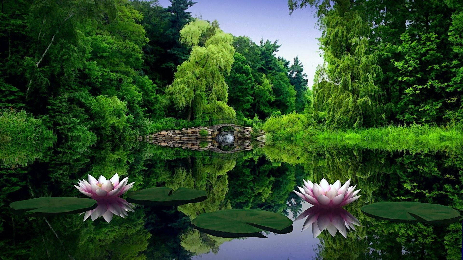 1920x1080 फुल एचडी नेचर वॉटर लिली वॉलपेपर