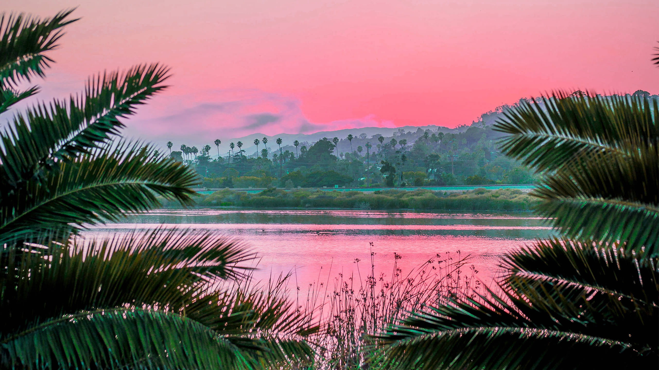 2560x1440 ग्रीष्मकालीन दृश्य गुलाबी सौंदर्य वॉलपेपर