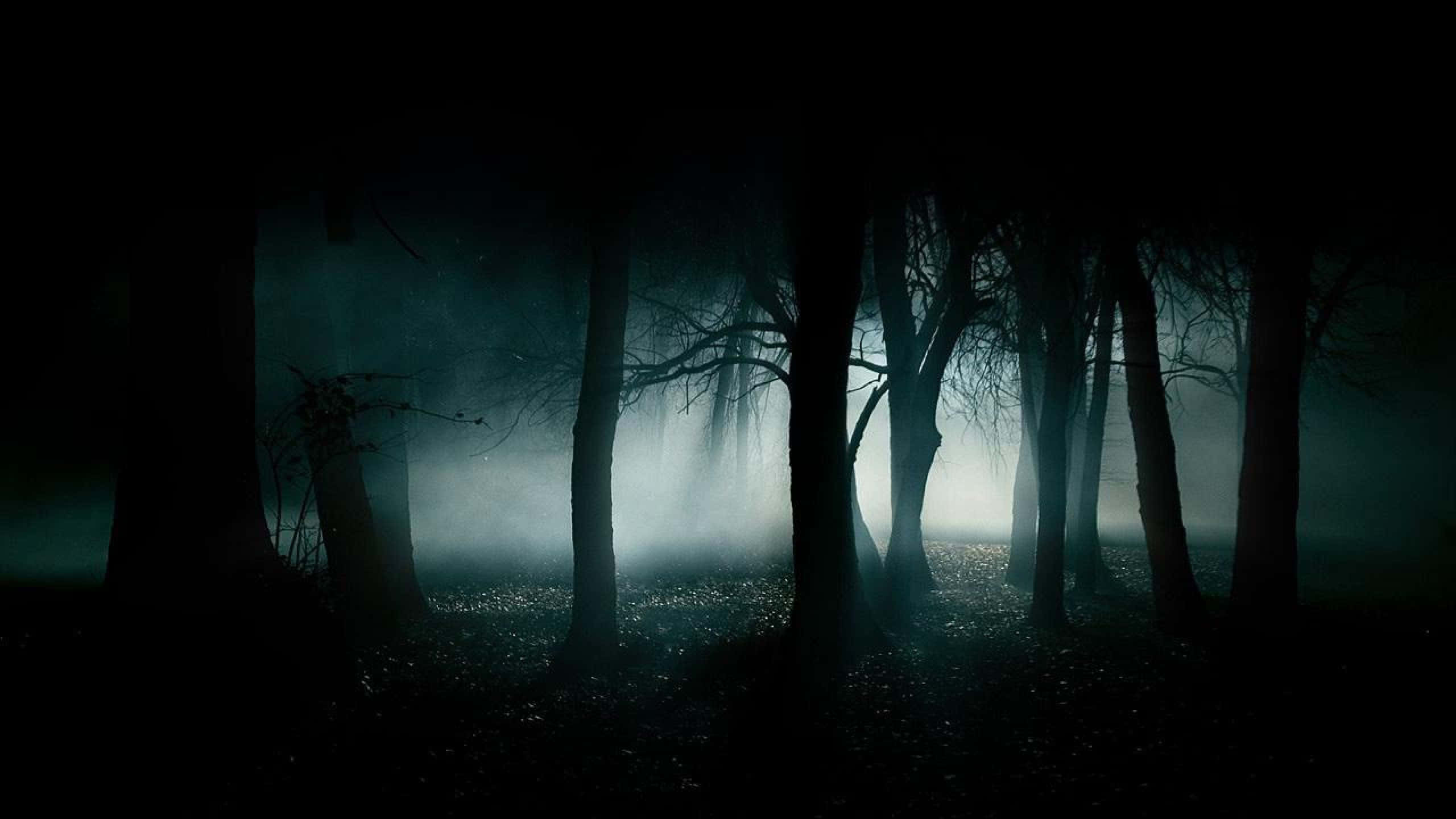2560x1440 काला भयानक जंगल वॉलपेपर