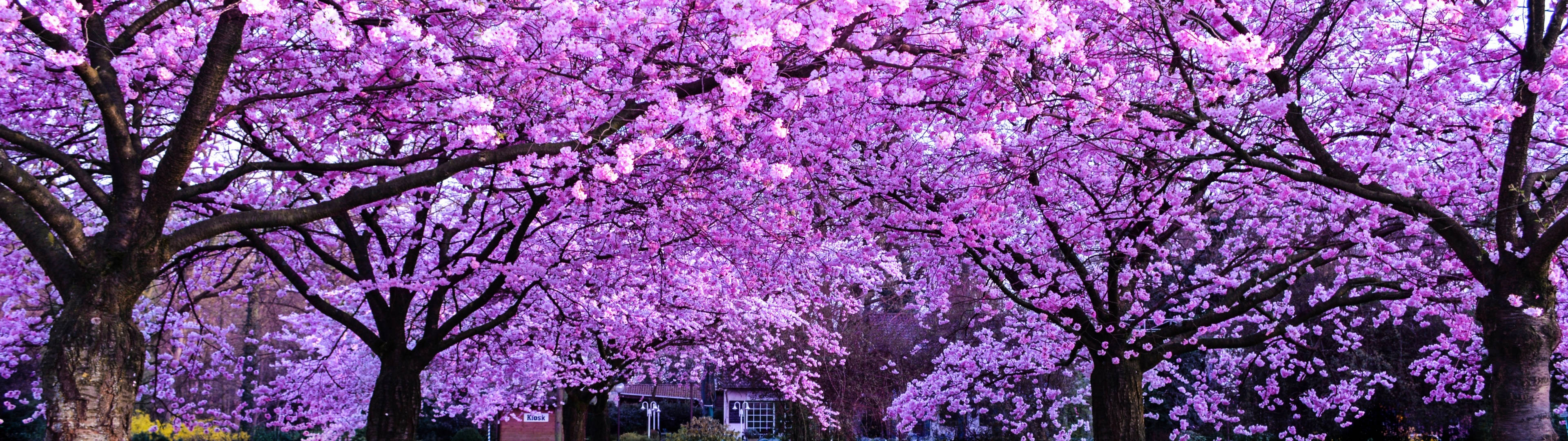 3840x1080 4K चेरी ब्लॉसम पेड़ — चेरी ब्लॉसम वॉलपेपर