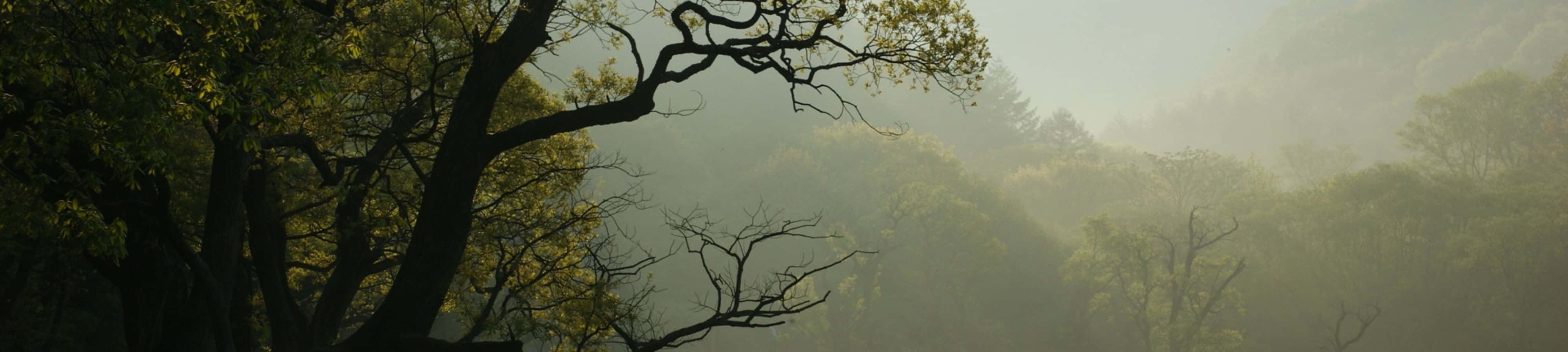 "प्रकृति की सुंदरता को 4K में खोजें" वॉलपेपर