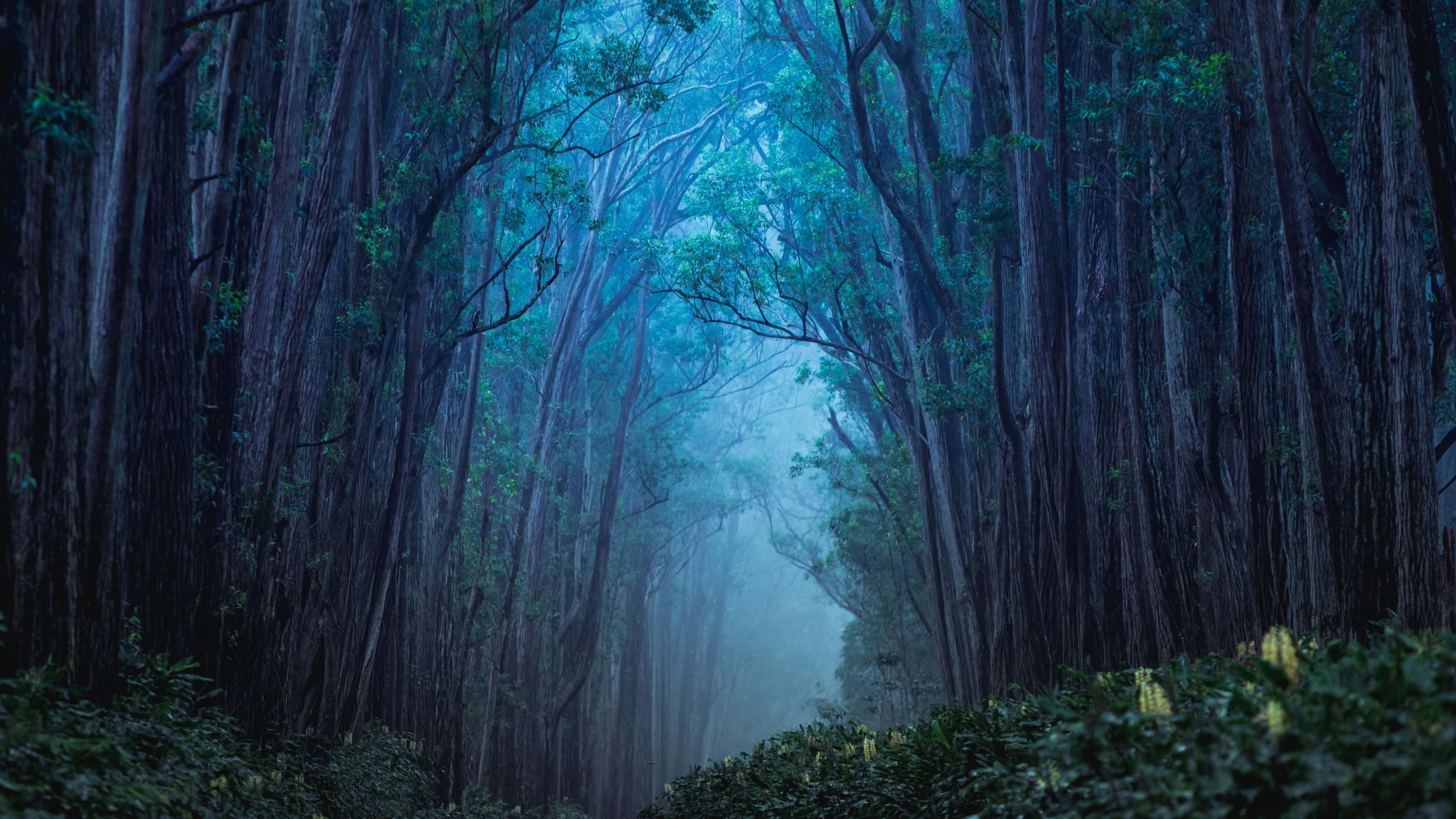 हाई डेफिनिशन 4K मॉनिटर डिस्प्ले वॉलपेपर