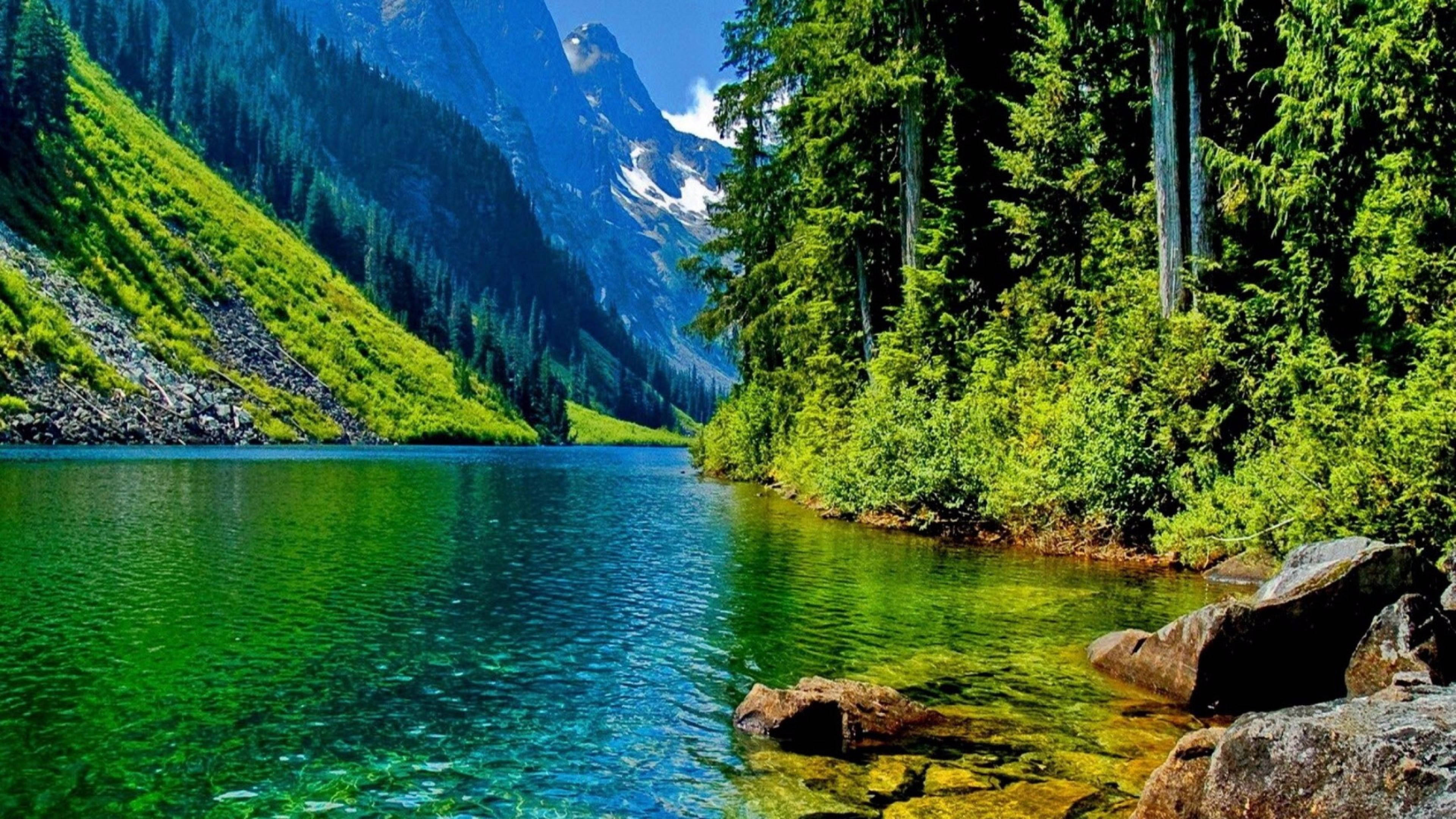 4K प्रकृति हरियाली वॉलपेपर