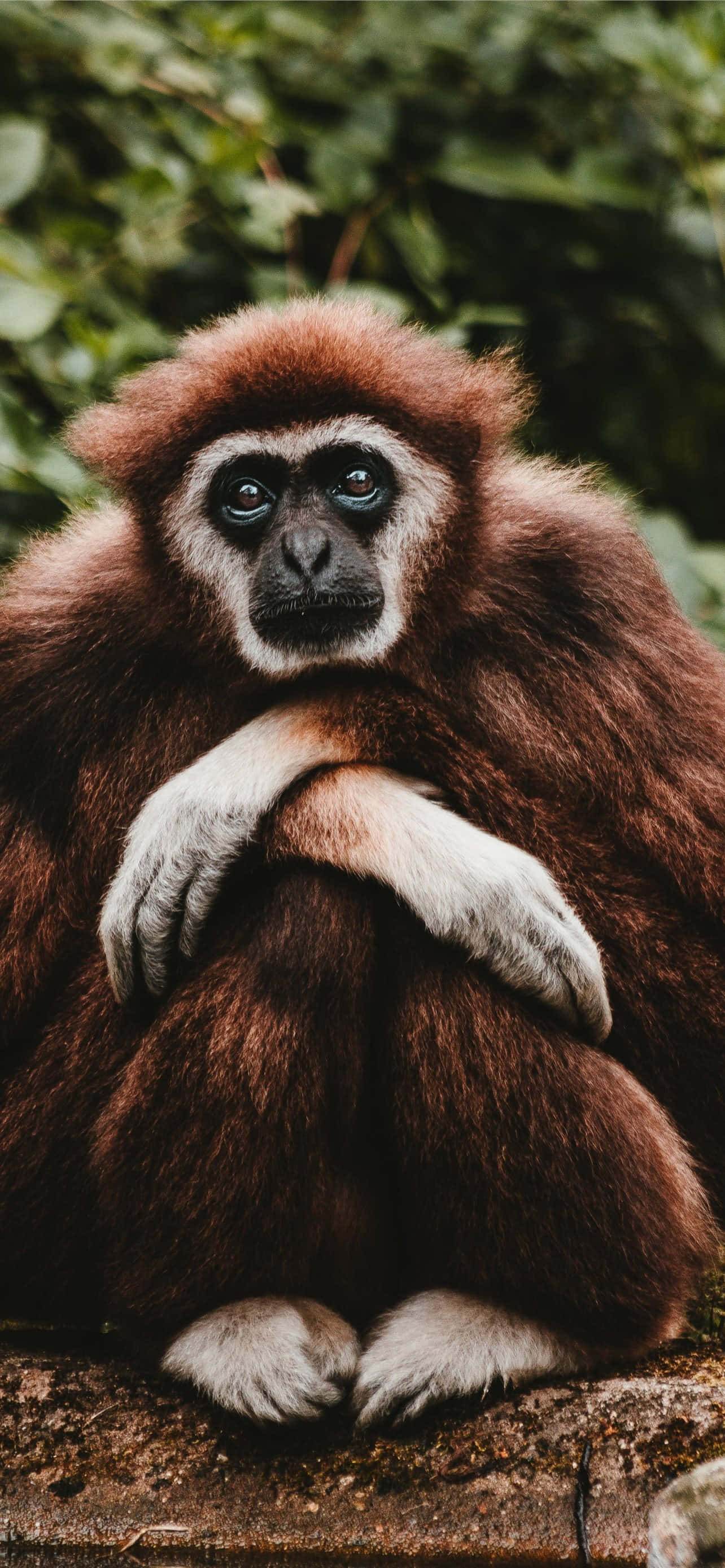 Android Gibbon आपको मोबाइल प्रौद्योगिकी के भविष्य में ले जाता है वॉलपेपर