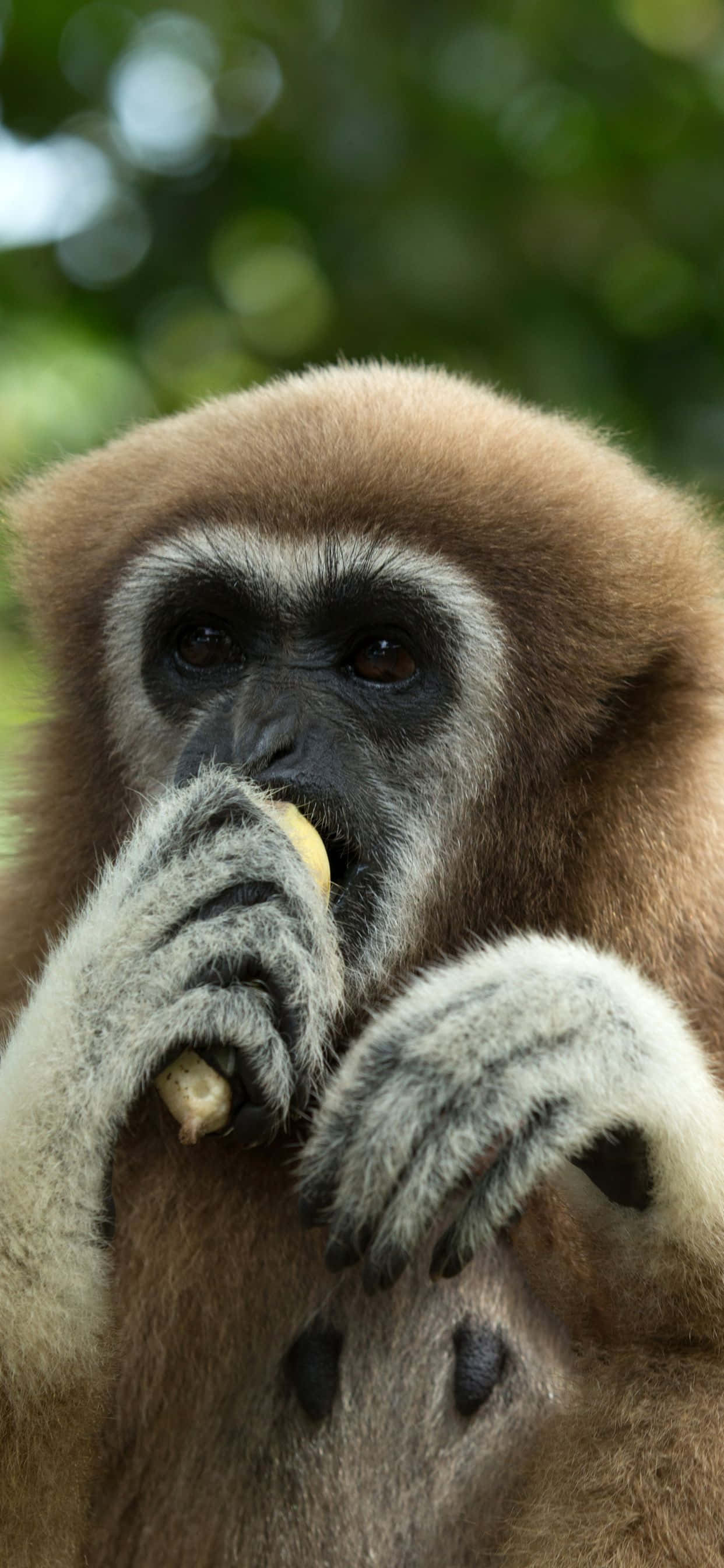 Apple iPhone Xs Max पर आराम करता हुआ Gibbon वॉलपेपर