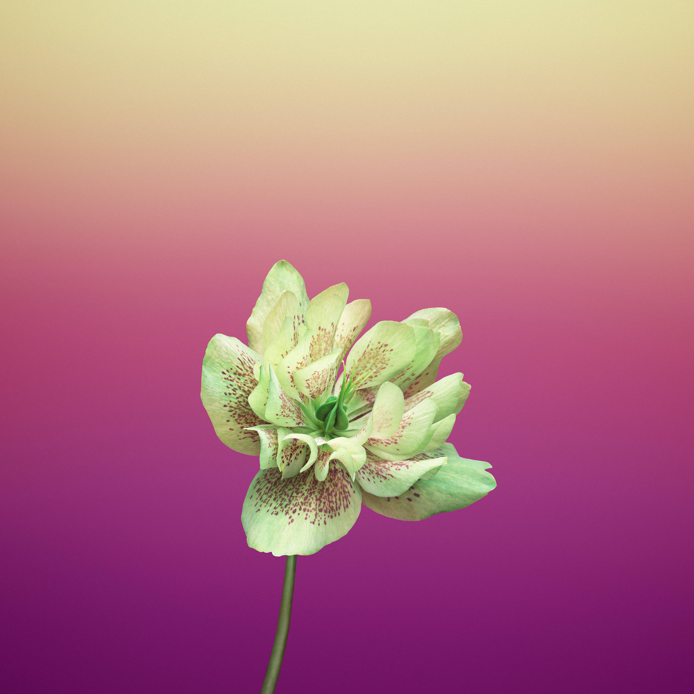 बैंगनी Helleborus Orientalis सेब का फूल वॉलपेपर