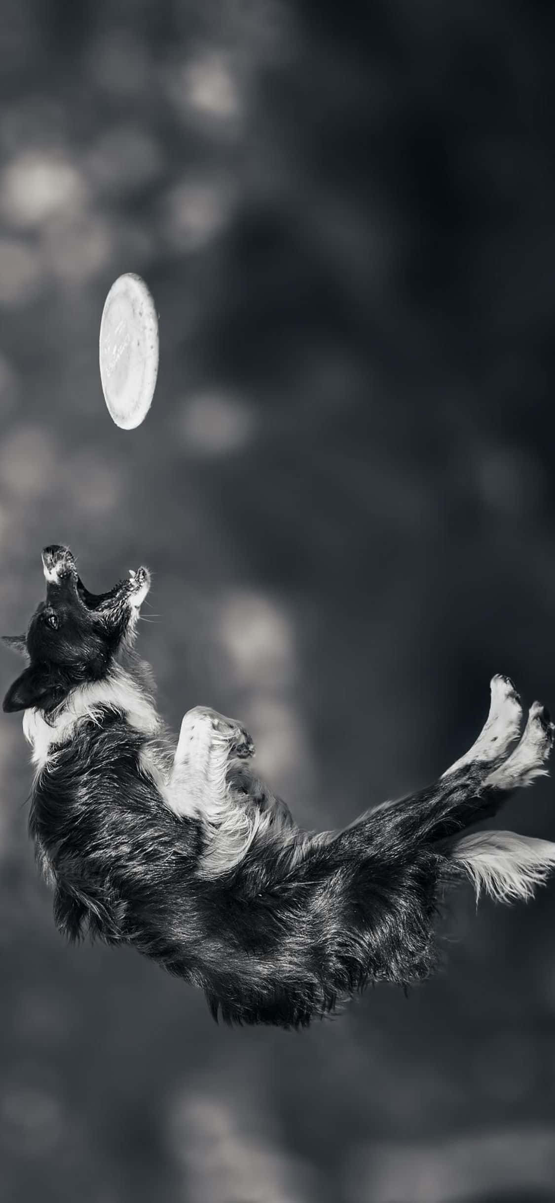 अपने दोस्तों के साथ इस iPhone Xs Frisbee से खेलें वॉलपेपर