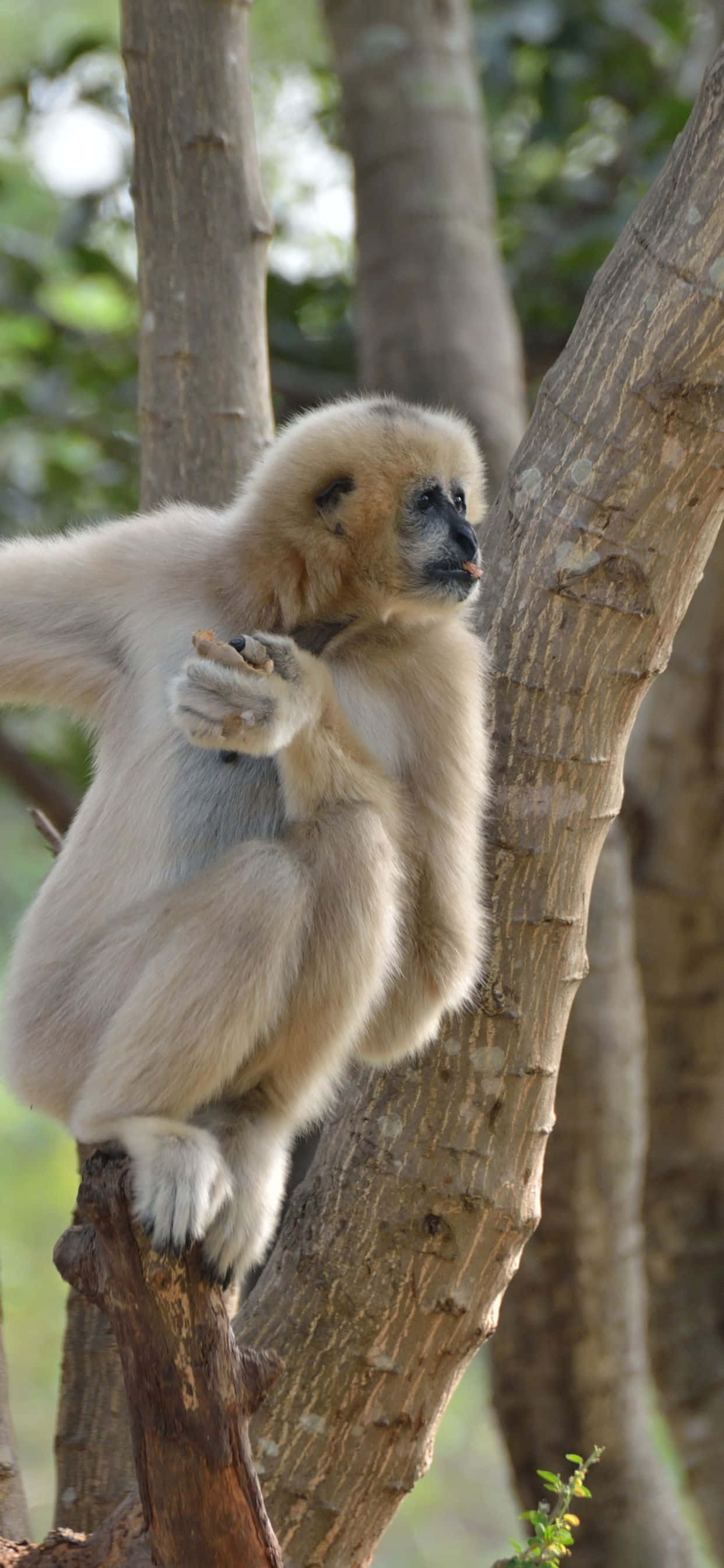 iPhone Xs Max और एक Gibbon का लुभावना दृश्य वॉलपेपर