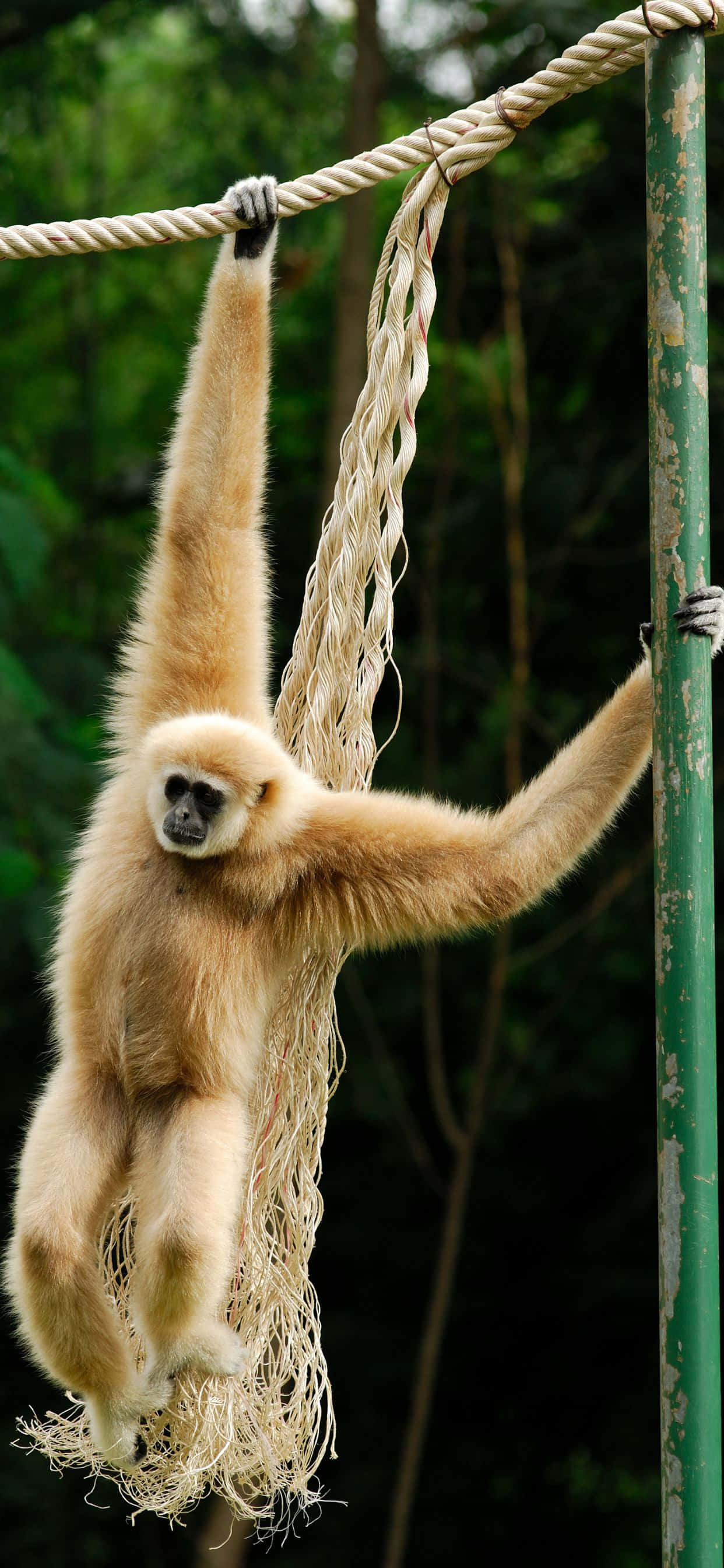 iPhone Xs Max Gibbon के साथ भीड़ से अलग दिखें वॉलपेपर