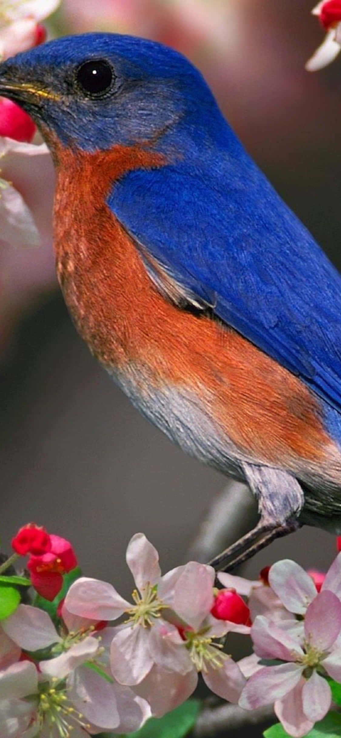 आईफोन एक्सएस डेस्कटॉप पीसी ईस्टर्न ब्लूबर्ड बैकग्राउंड वॉलपेपर