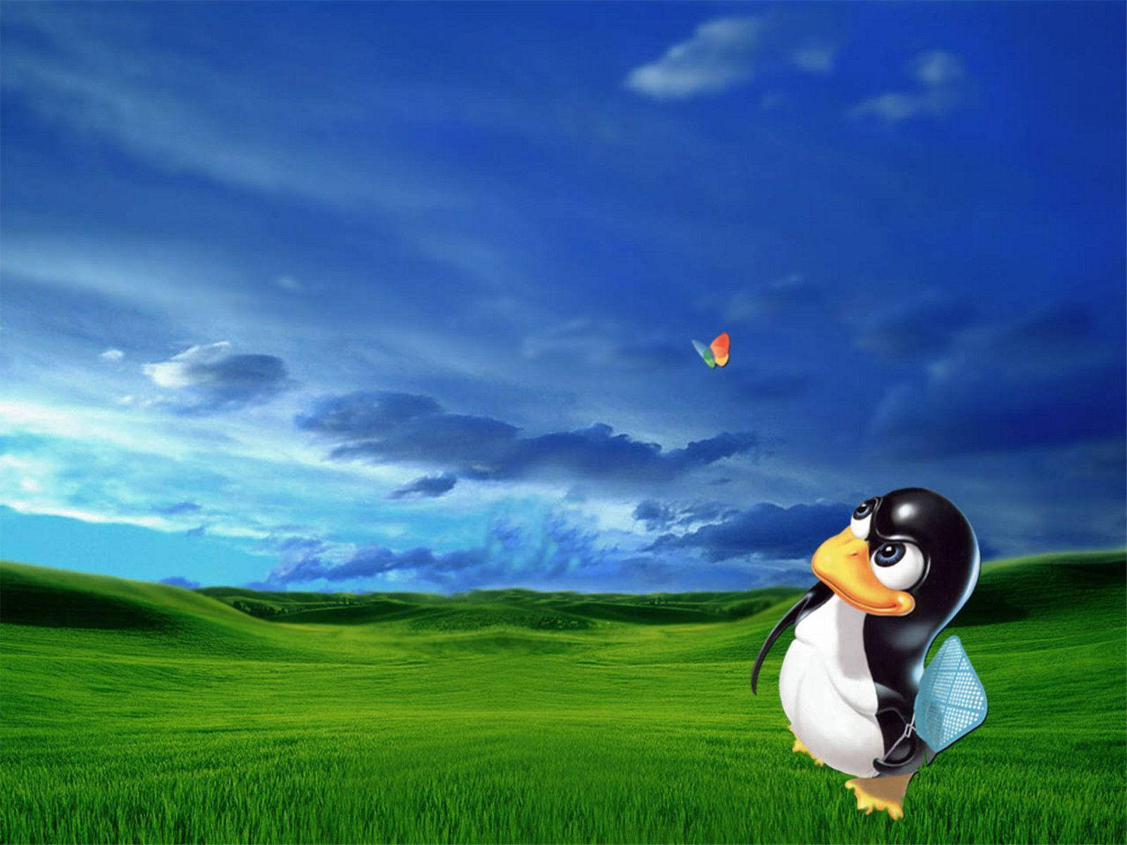 MSN तितली जिसमें टक्स है वॉलपेपर