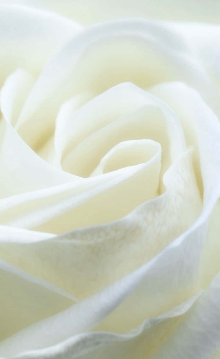 white rose photograph - white rose fine art print वॉलपेपर