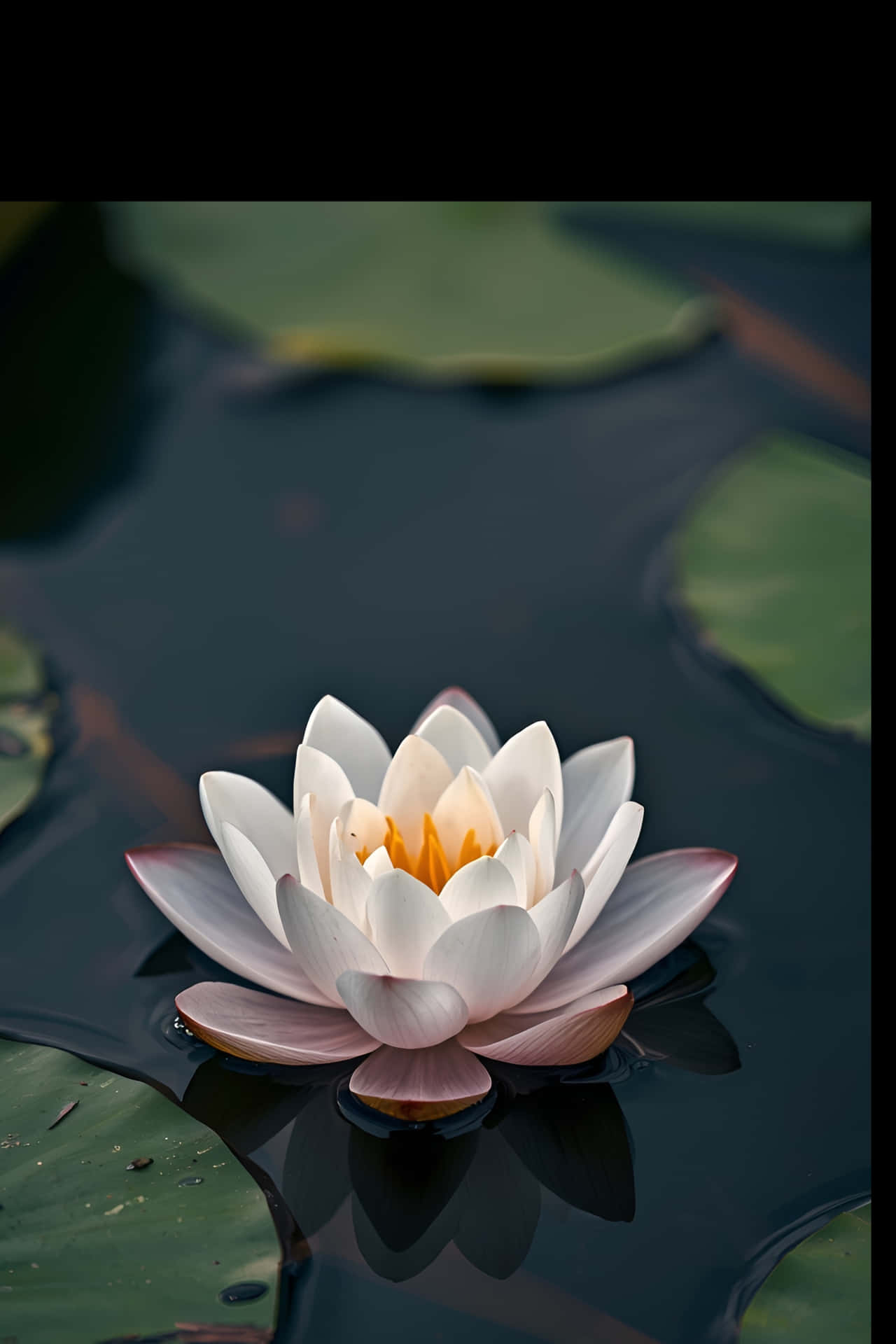 प्रकृति,कमल,नीला,फूल,पृष्ठभूमि,लिली,गर्मी,गुलाबी,पानी,खिलना,सफेद,जलीय,उष्णकटिबंधीय,वनस्पति विज्ञान,क्लोज़अप,बगीचा,जल लिली,वनस्पति,पत्ती,पुष्प — फूल वॉलपेपर