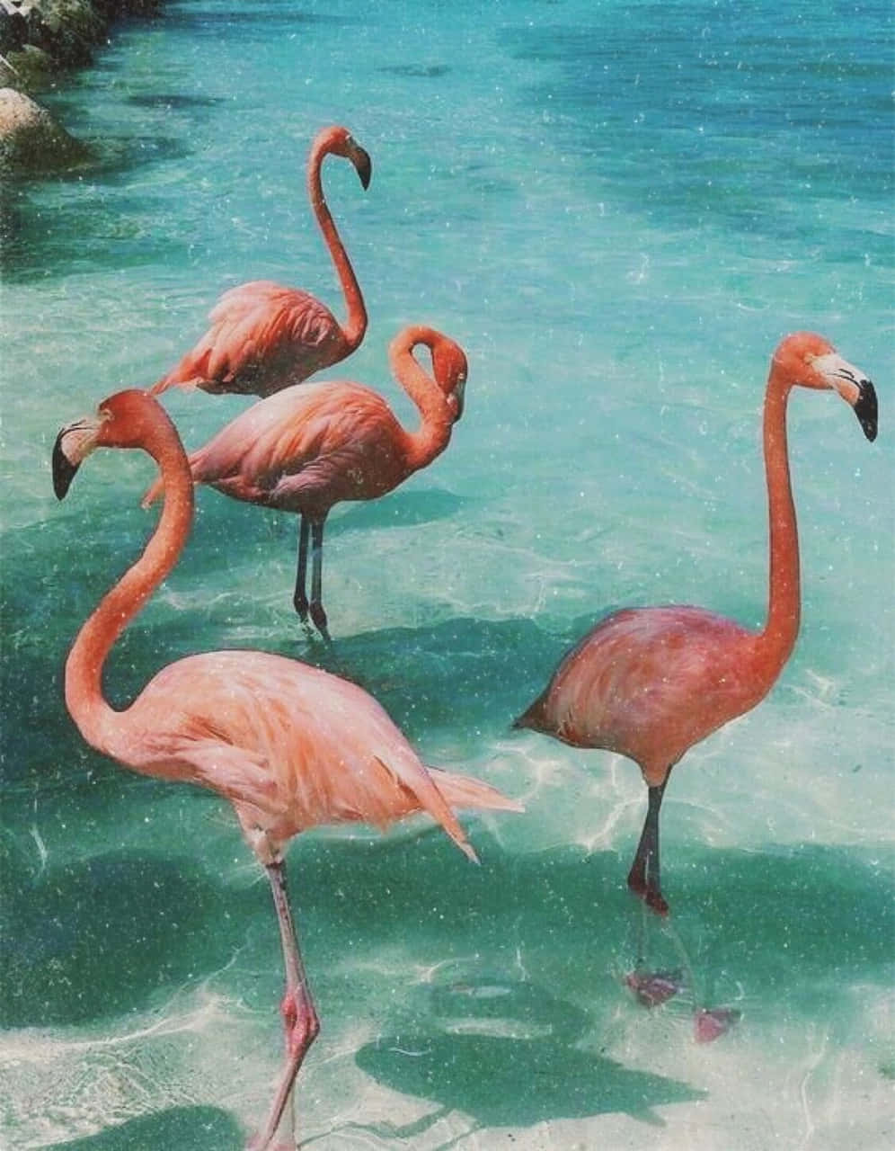 अपनी आत्मा को अद्भुत ग्रीष्मकालीन सौंदर्य से तरोताजा करें। वॉलपेपर