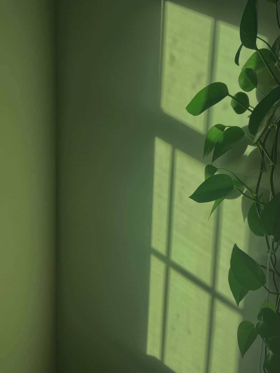 अपने घर में प्रकृति का स्पर्श लाएं शानदार सेज ग्रीन एस्थेटिक के साथ वॉलपेपर