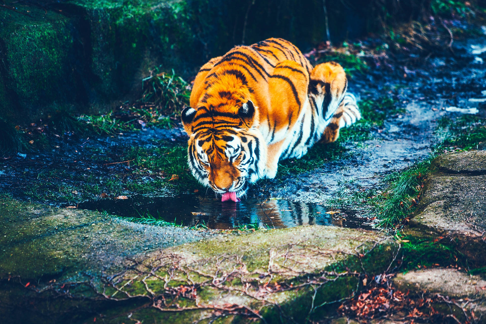 कीचड़ भरी जमीन पर पानी पीते बाघ की वॉलपेपर — बाघ वॉलपेपर