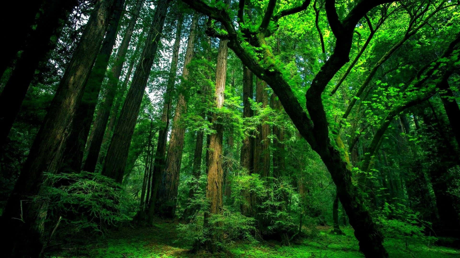 जंगल डेस्कटॉप — जंगल वॉलपेपर