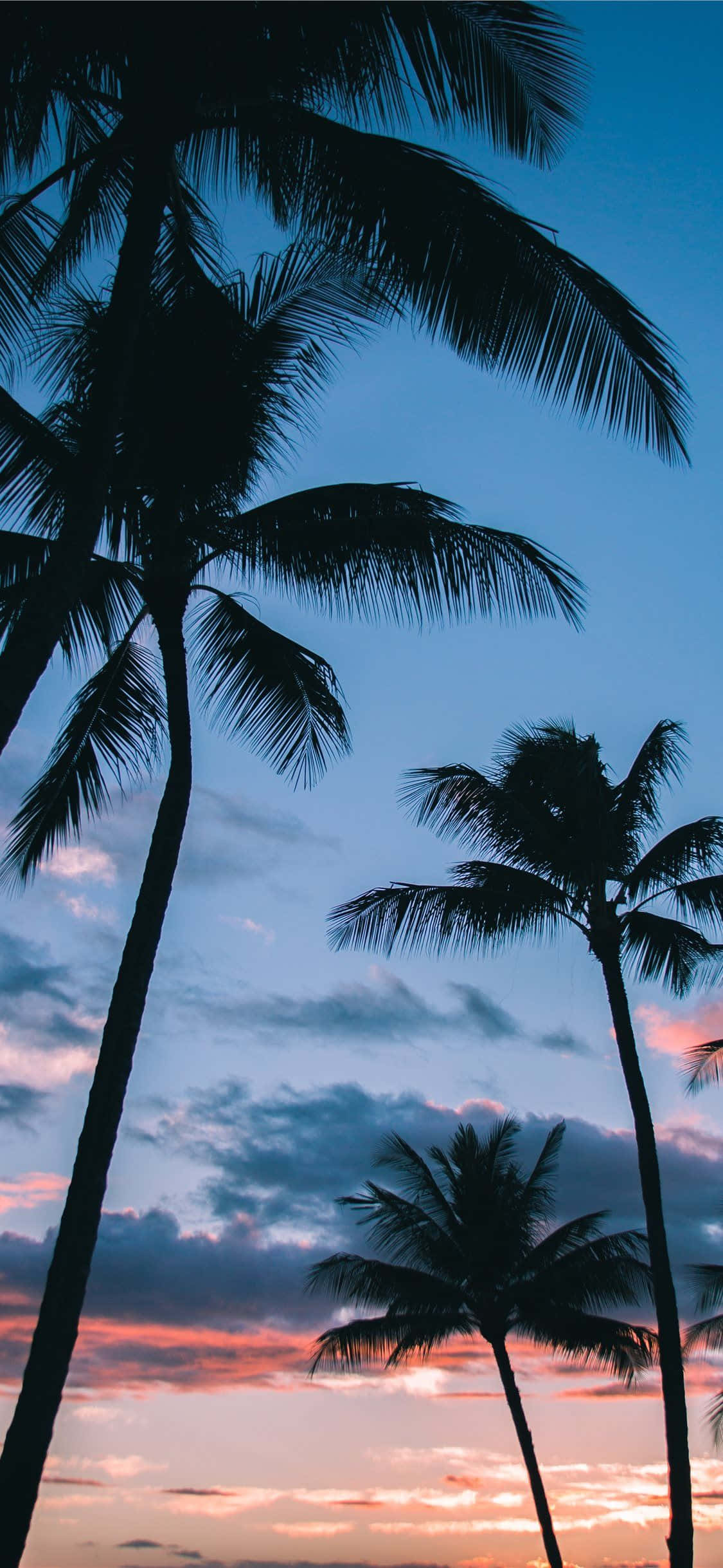 आपकी स्क्रीन पर उष्णकटिबंधीय स्वर्ग: पाम ट्री आईफ़ोन वॉलपेपर
