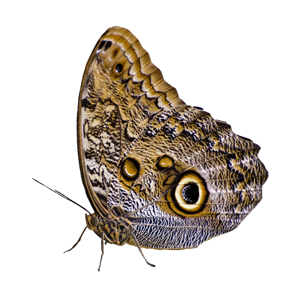 उल्लू आंखों वाली तितली का छलावरण वॉलपेपर