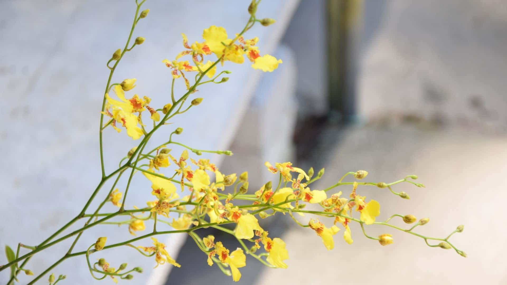 एक उज्ज्वल और धूपदार पीली सौंदर्य पृष्ठभूमि। वॉलपेपर
