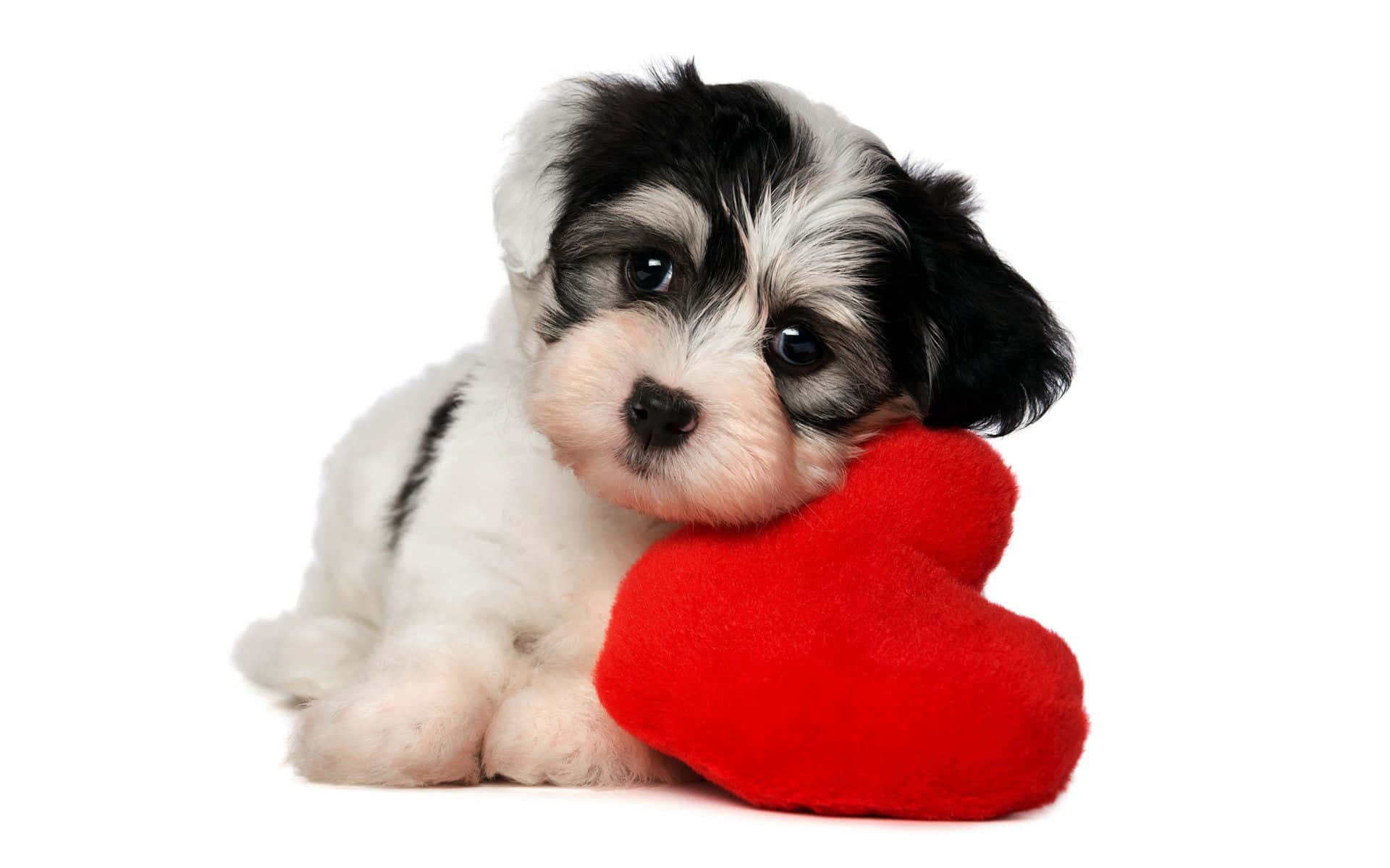 एक काले और सफेद पिल्ला जो लाल दिल के आकार का तकिया पकड़े हुए है वॉलपेपर