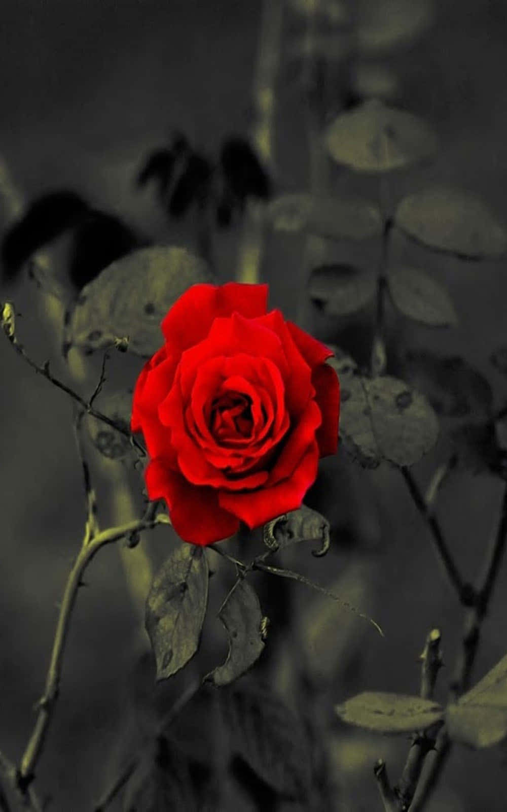 एक लाल गुलाब काले और सफेद रंग में वॉलपेपर