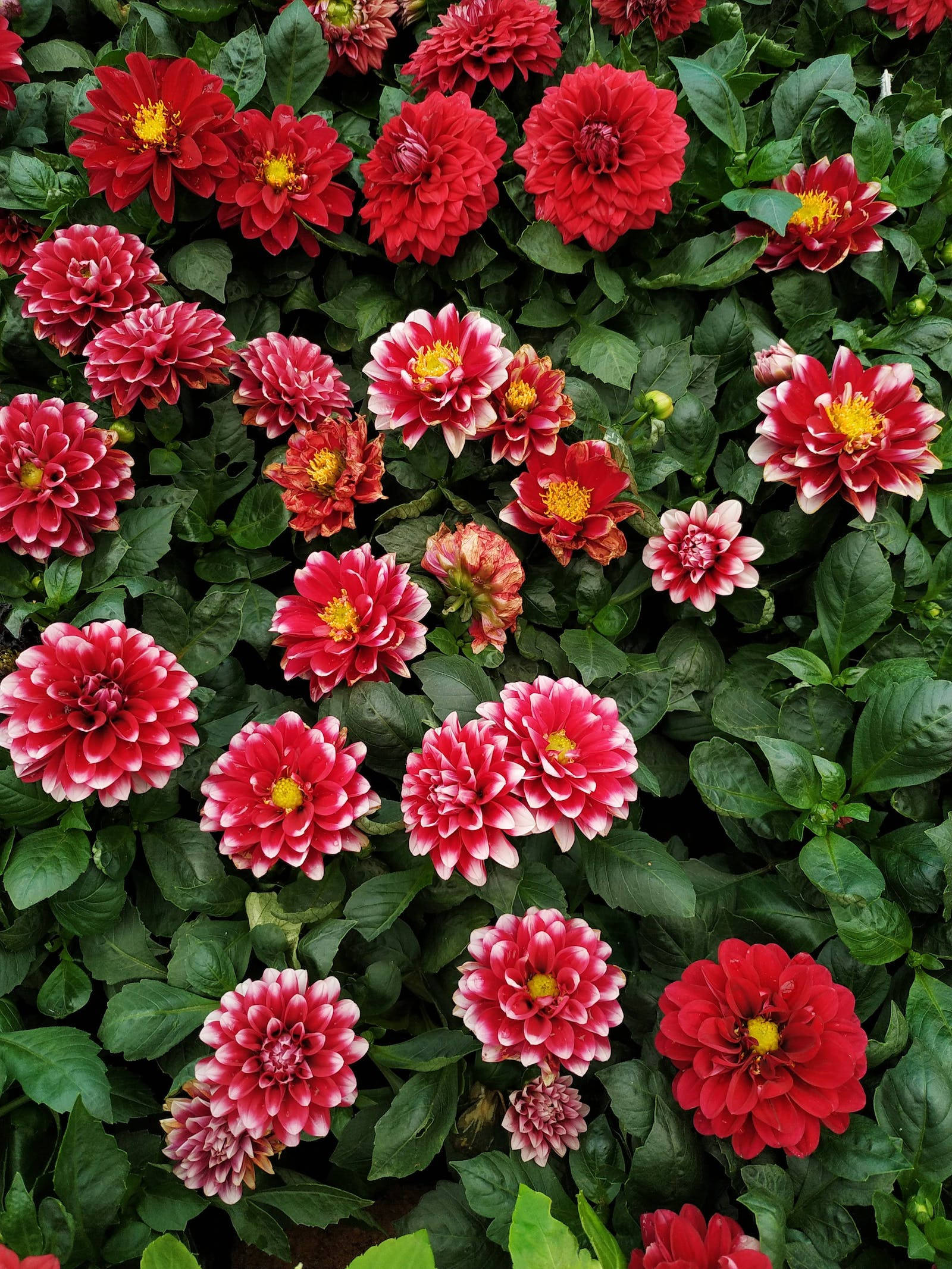 कार्नेशन फूल आईफोन वॉलपेपर