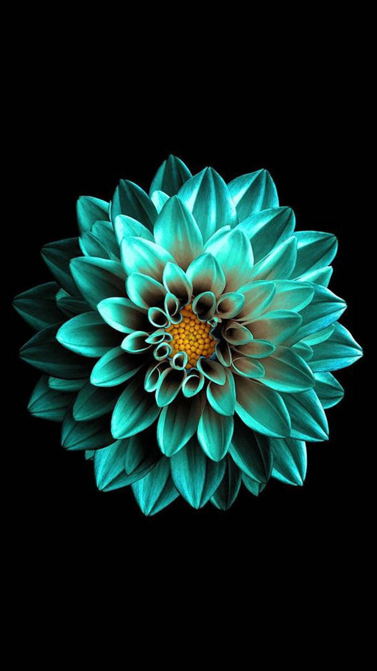 काला AMOLED पन्ना फूल वॉलपेपर