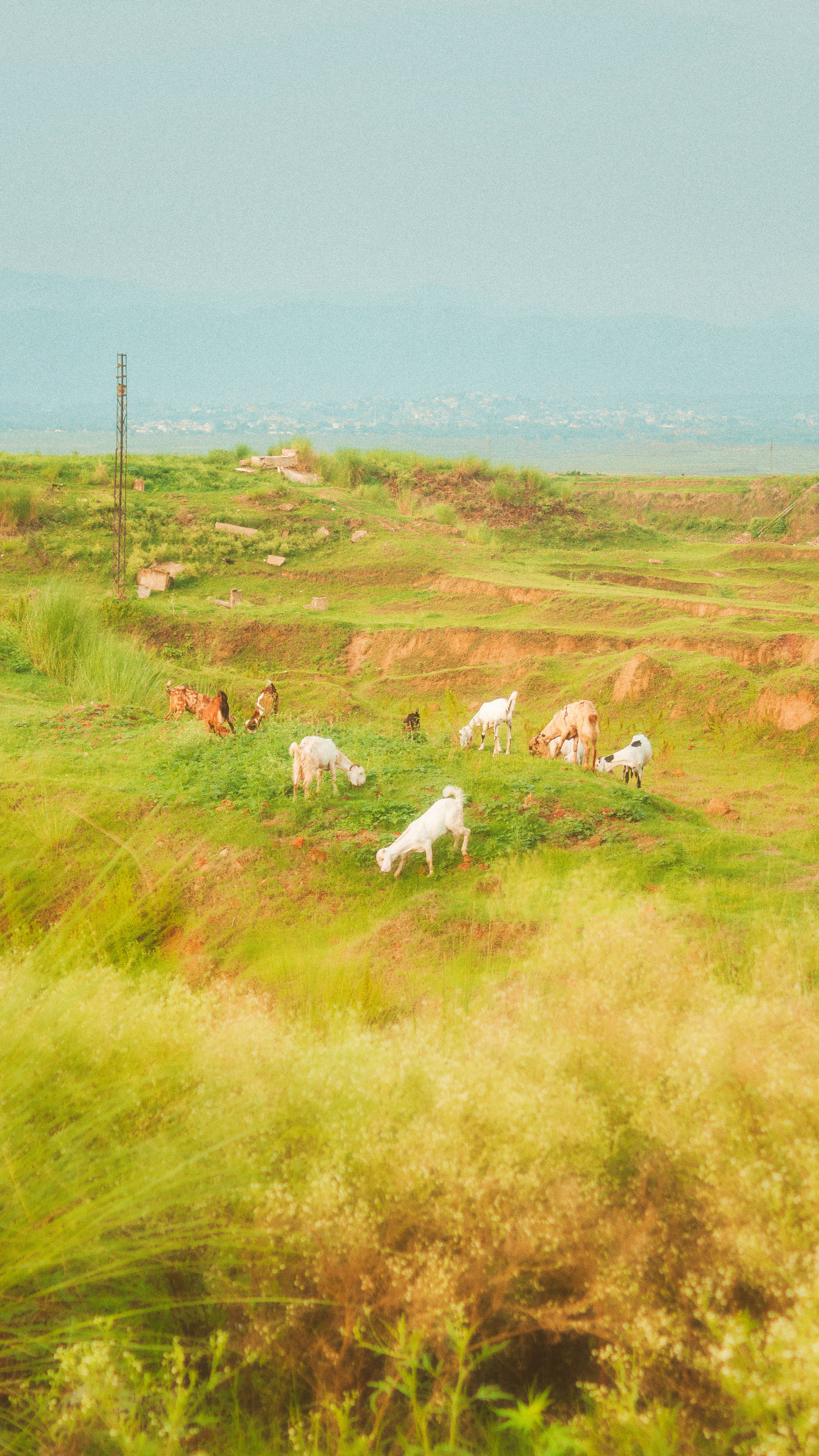 कॉटेजकोर एस्थेटिक बकरियां वॉलपेपर