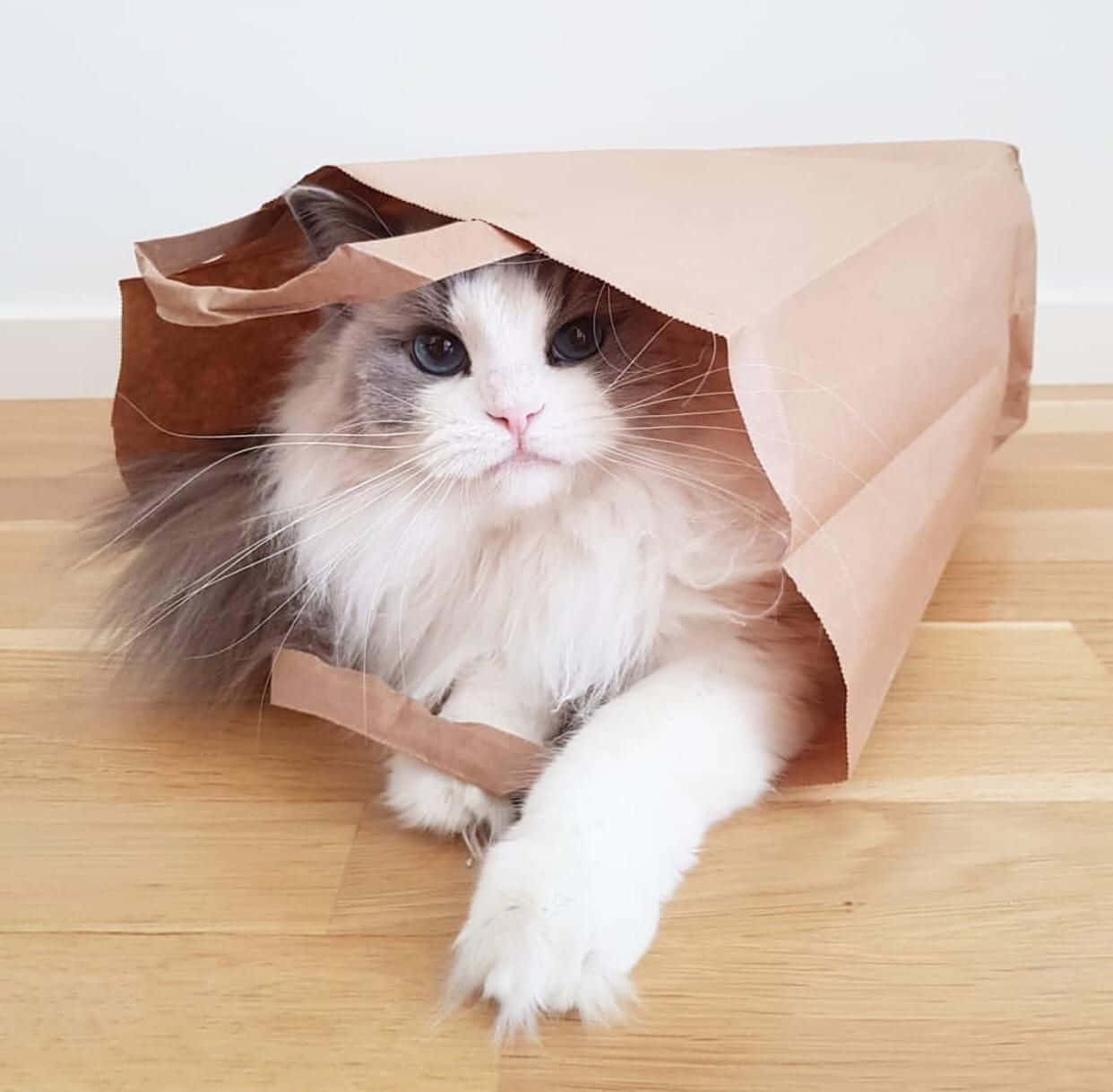 खूबसूरत बिल्ली पेपर बैग के अंदर तस्वीर वॉलपेपर