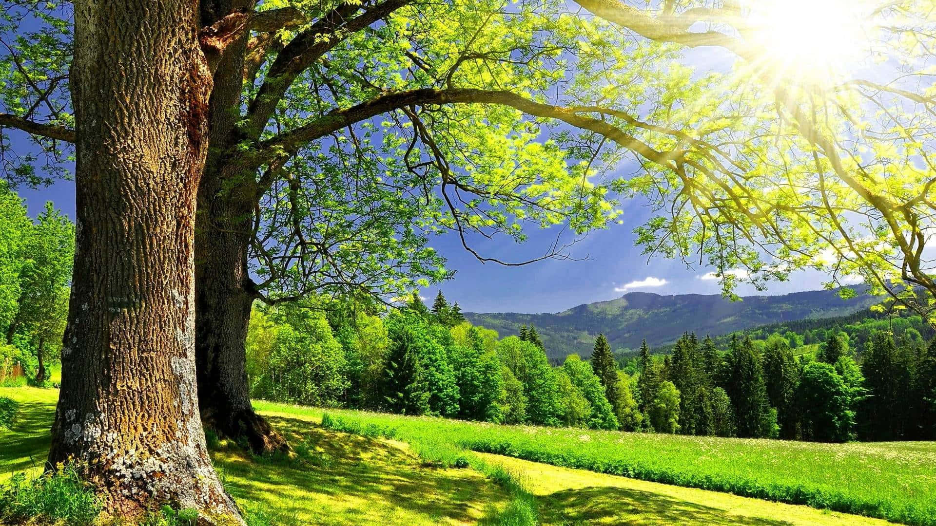 गर्मी का मौसम धूप हरी प्रकृति वॉलपेपर