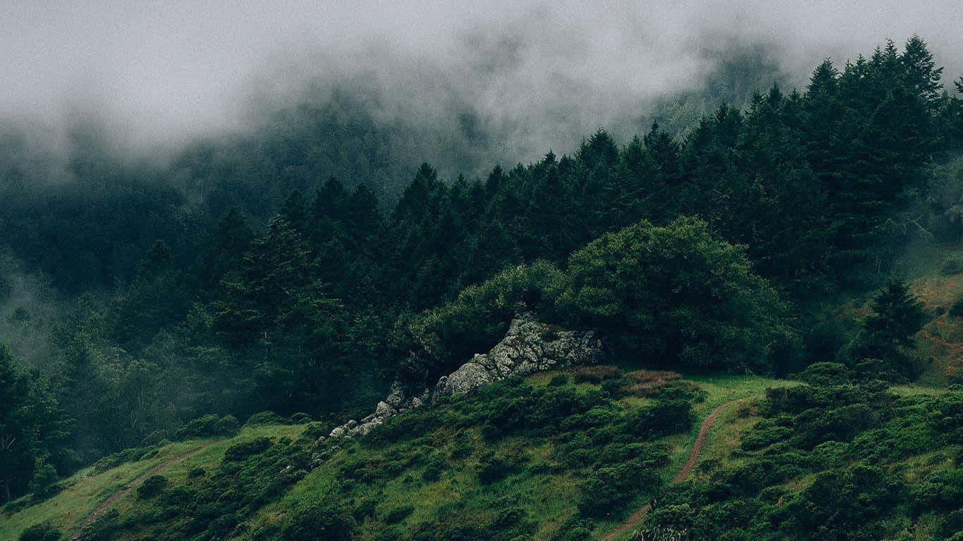 गहरे हरे जंगल की शांति वॉलपेपर