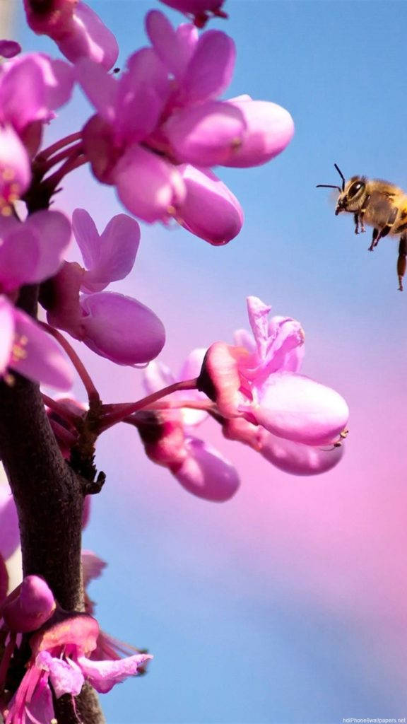 गुलाबी ऑर्किड फूल आईफोन वॉलपेपर