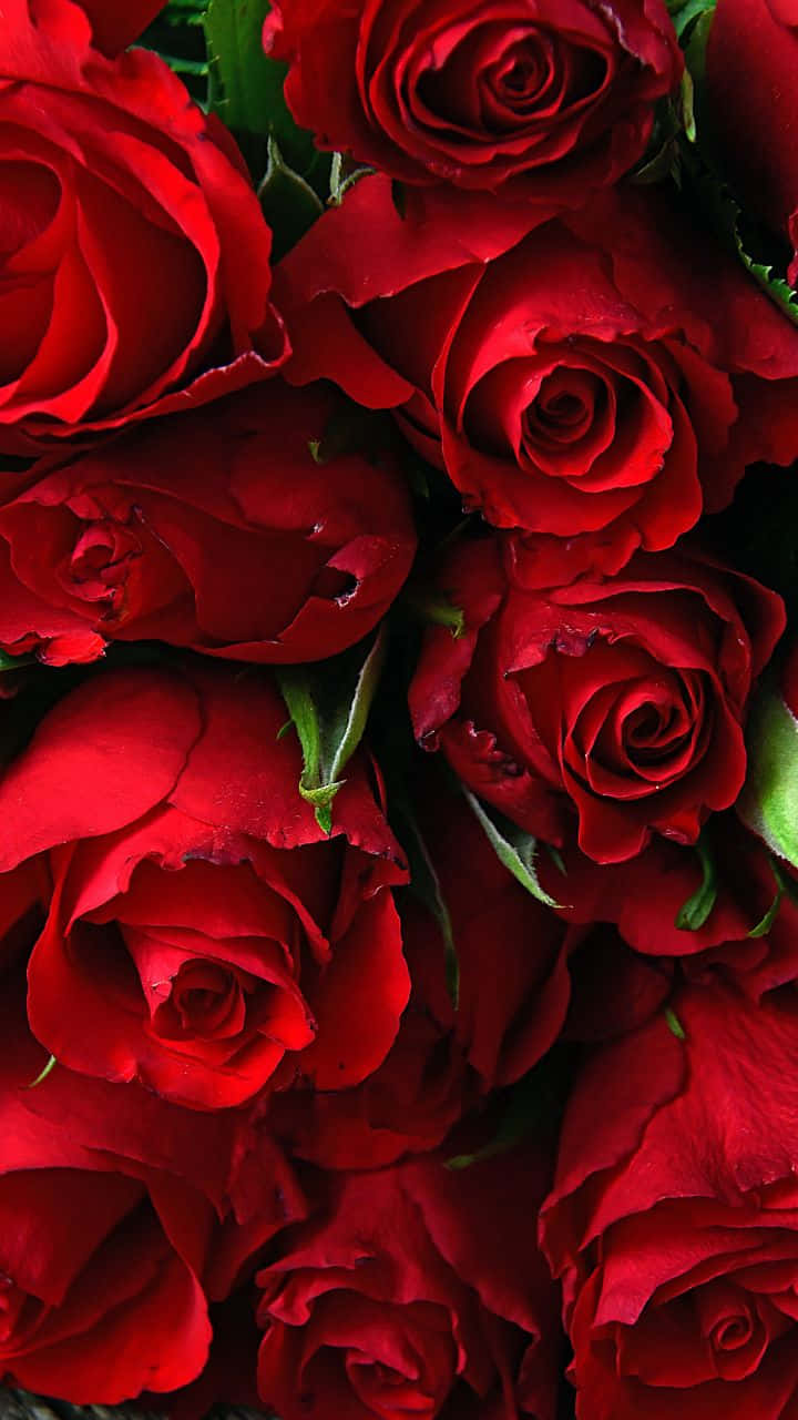 गुलाबी गुलाब की दिव्य सुंदरता वॉलपेपर