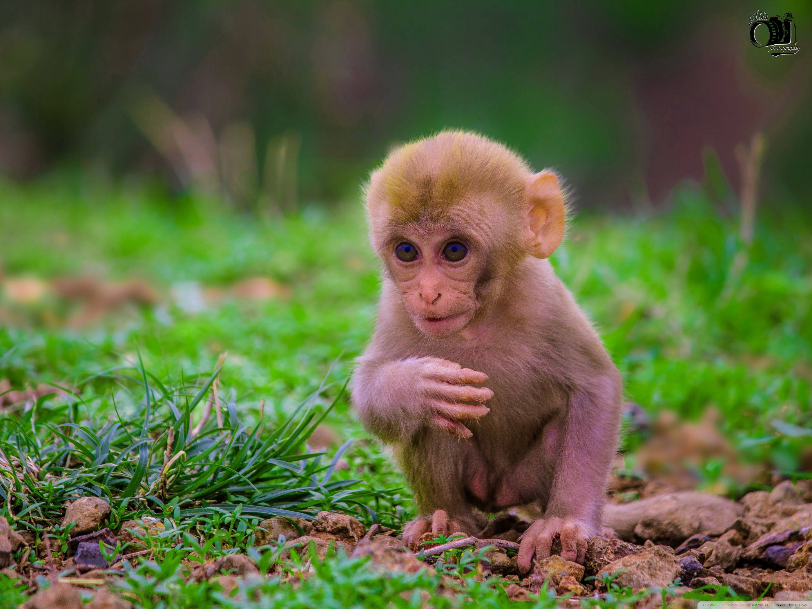 गुलाबी प्यारा बंदर वॉलपेपर