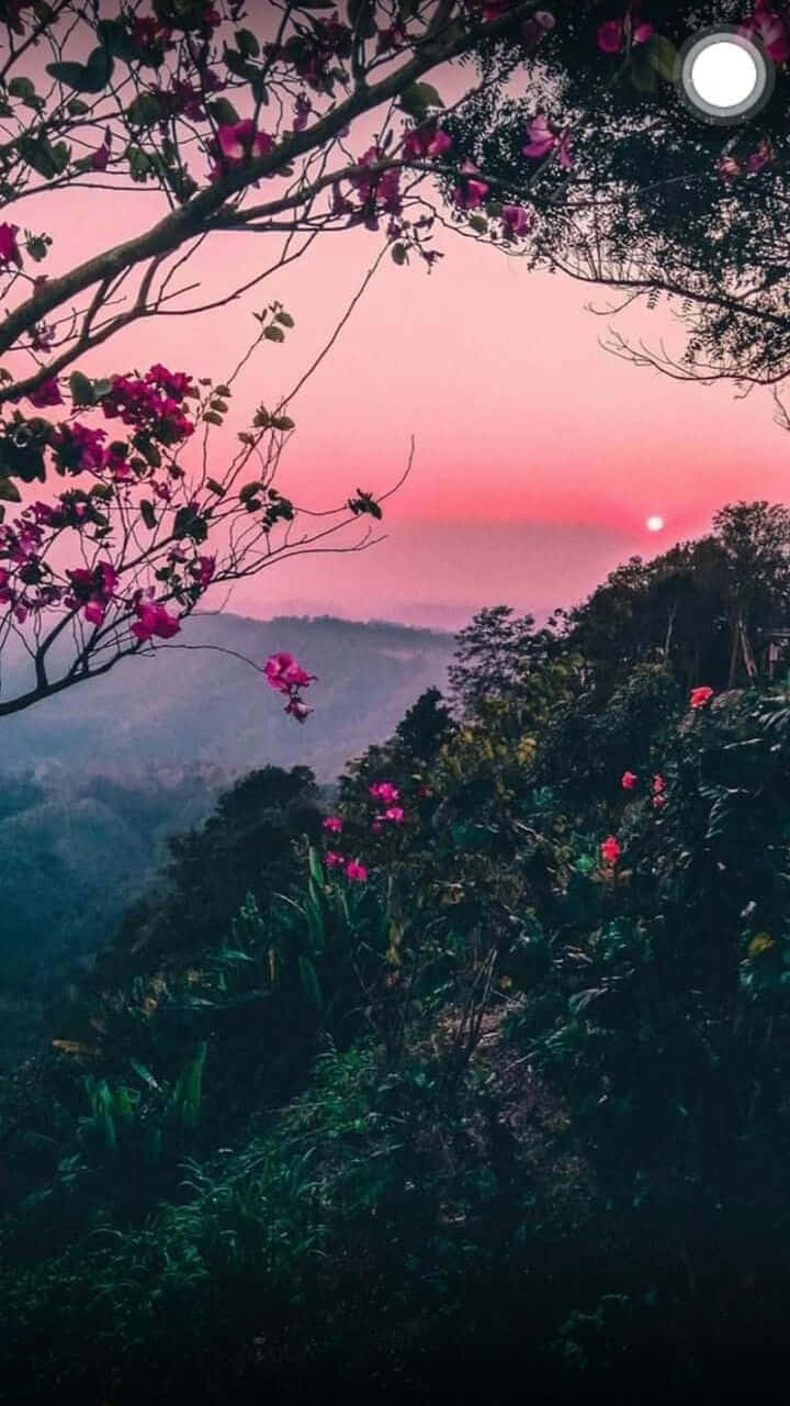 प्राकृतिक सौंदर्य फोन — जंगल वॉलपेपर