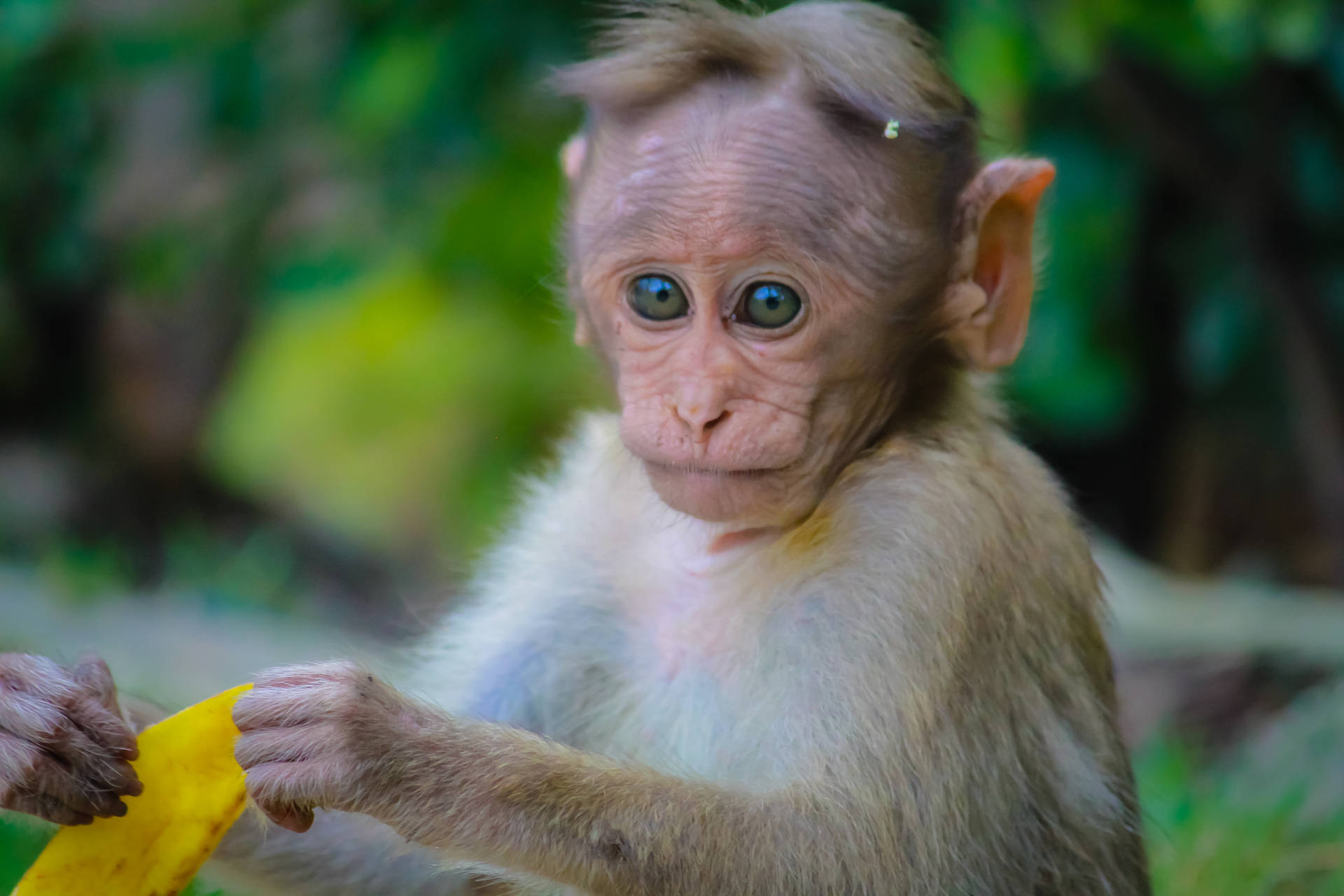 फल का छिलका पकड़े प्यारा बंदर का बच्चा 4K वॉलपेपर।