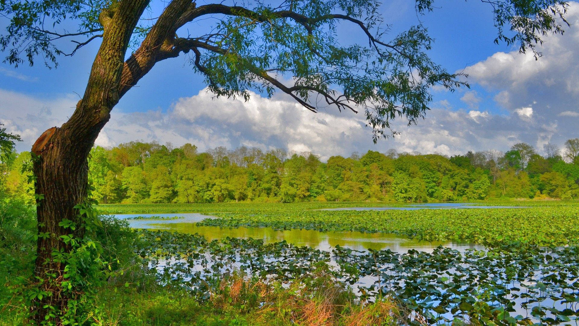 जंगल में झील प्रकृति वॉलपेपर।