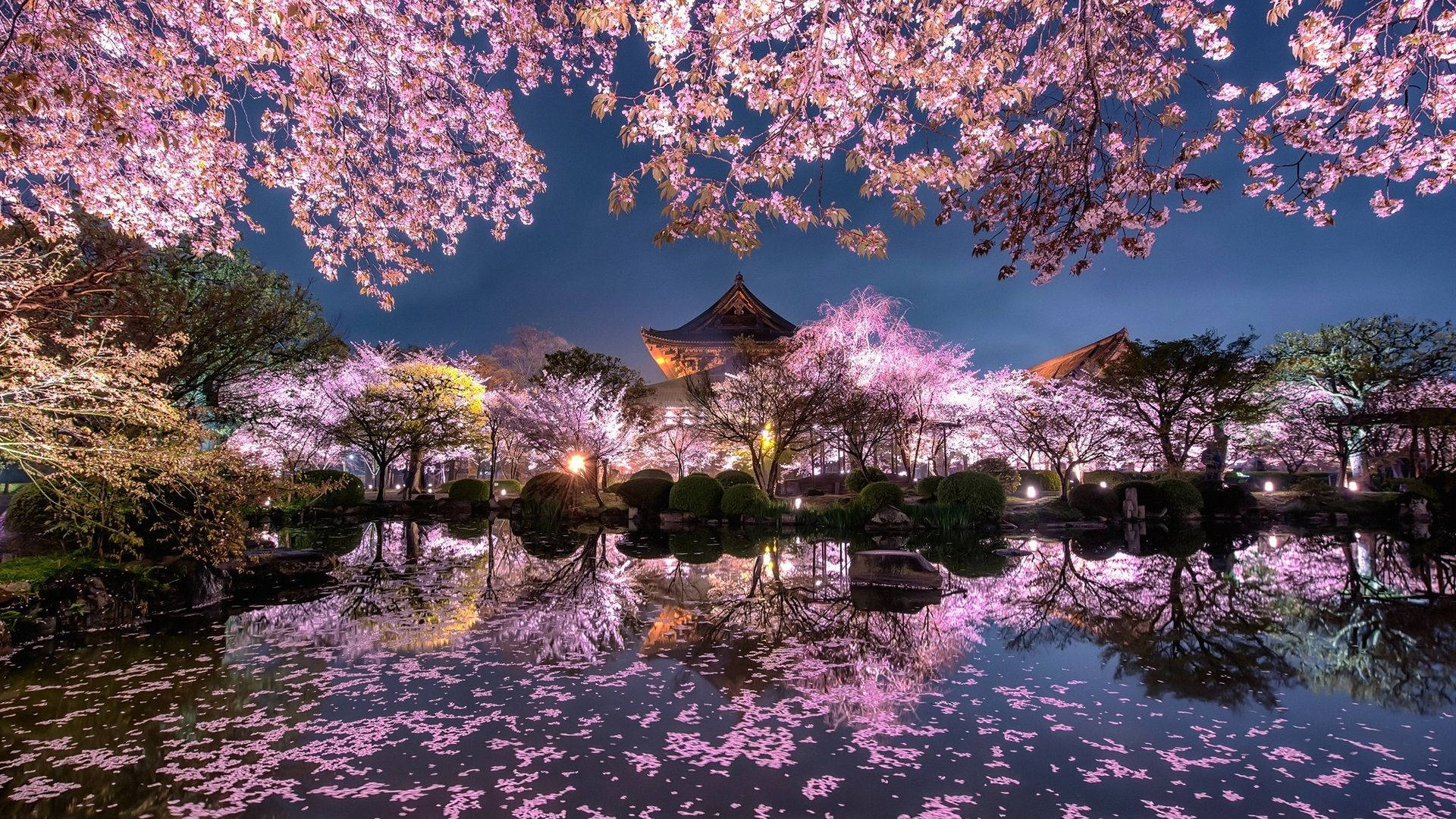 जापान चेरी ब्लॉसम — Japan GIF वॉलपेपर