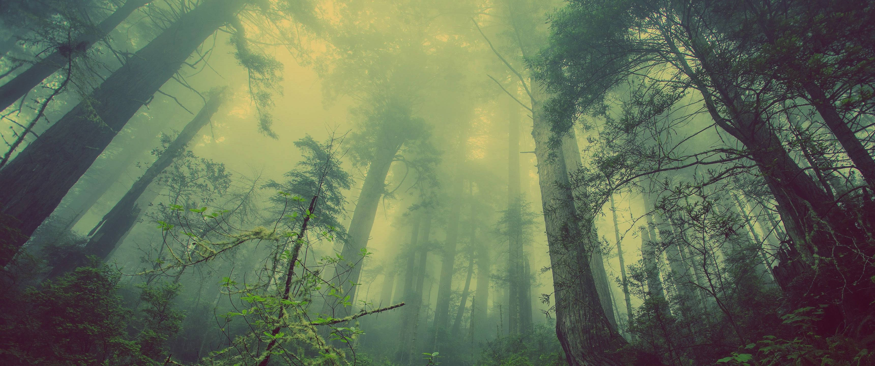 धुंध भरा इंटरैक्टिव जंगल वॉलपेपर