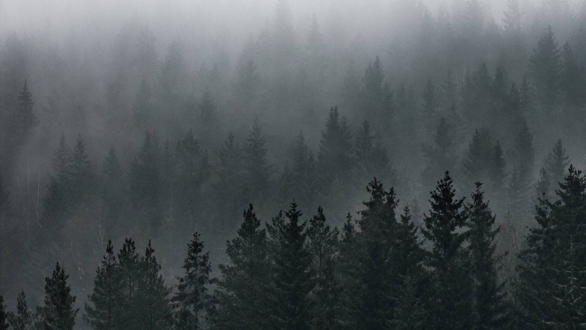 धुंधला जंगल दृश्य वॉलपेपर