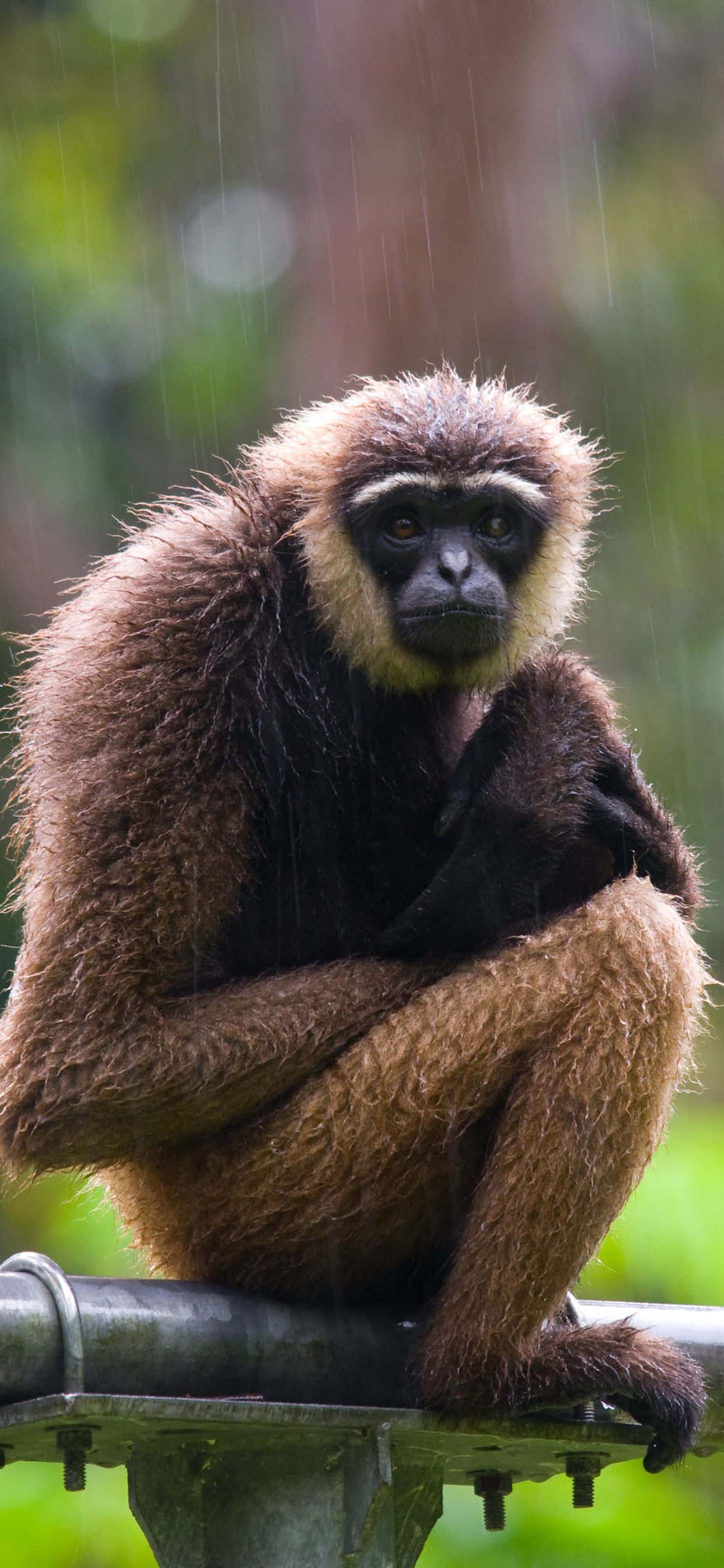 नए iPhone Xs Max Gibbon से कहें हैलो वॉलपेपर