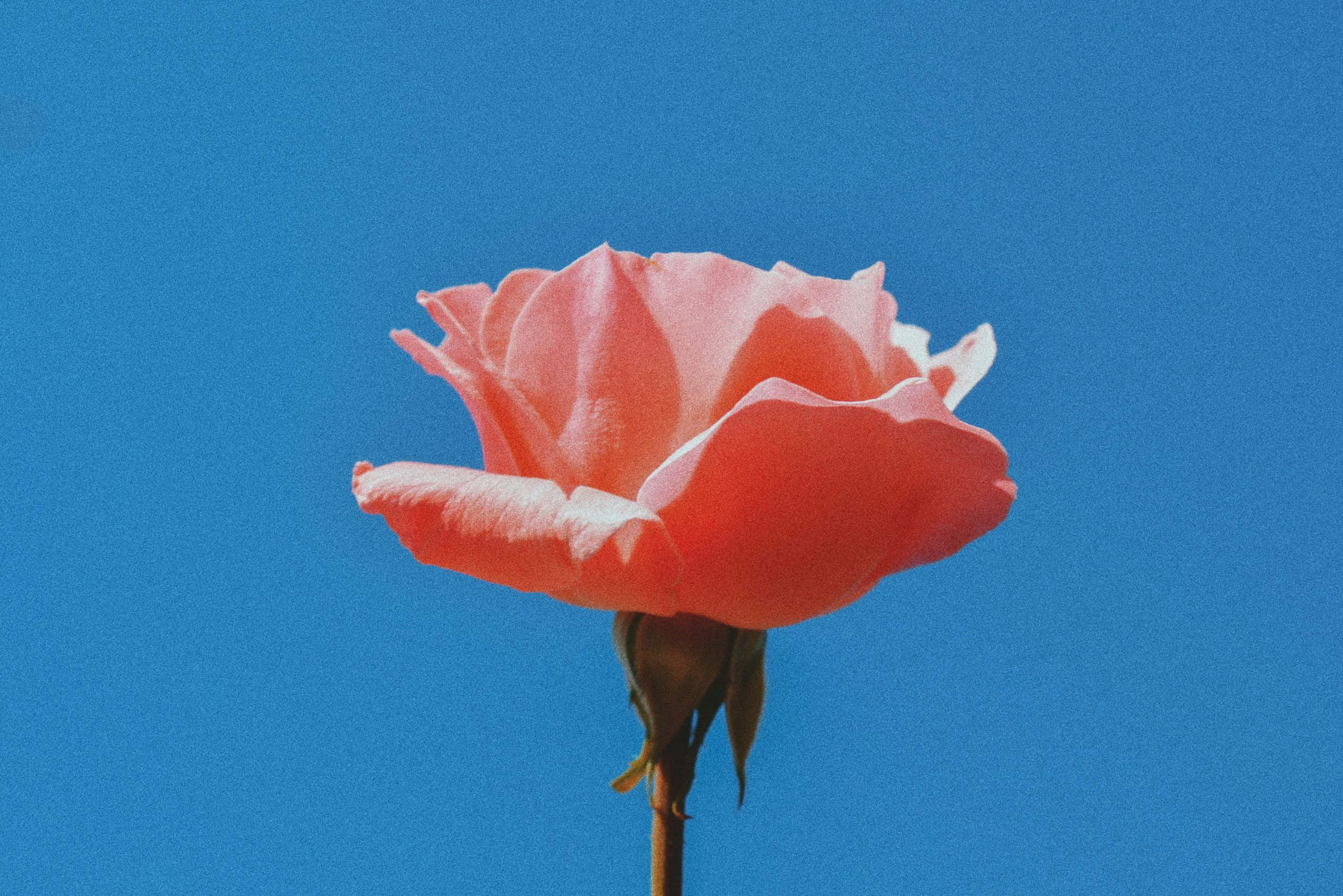 नरम गुलाबी जिसमें क्लासिक सुंदरता का स्पर्श वॉलपेपर