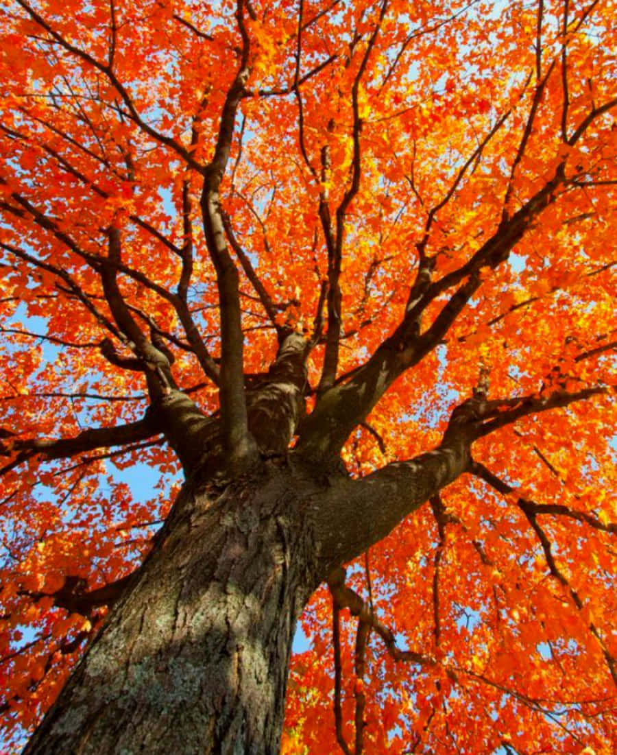 नारंगी सौंदर्य के जीवंत एहसास के साथ ऊंची उड़ान वॉलपेपर