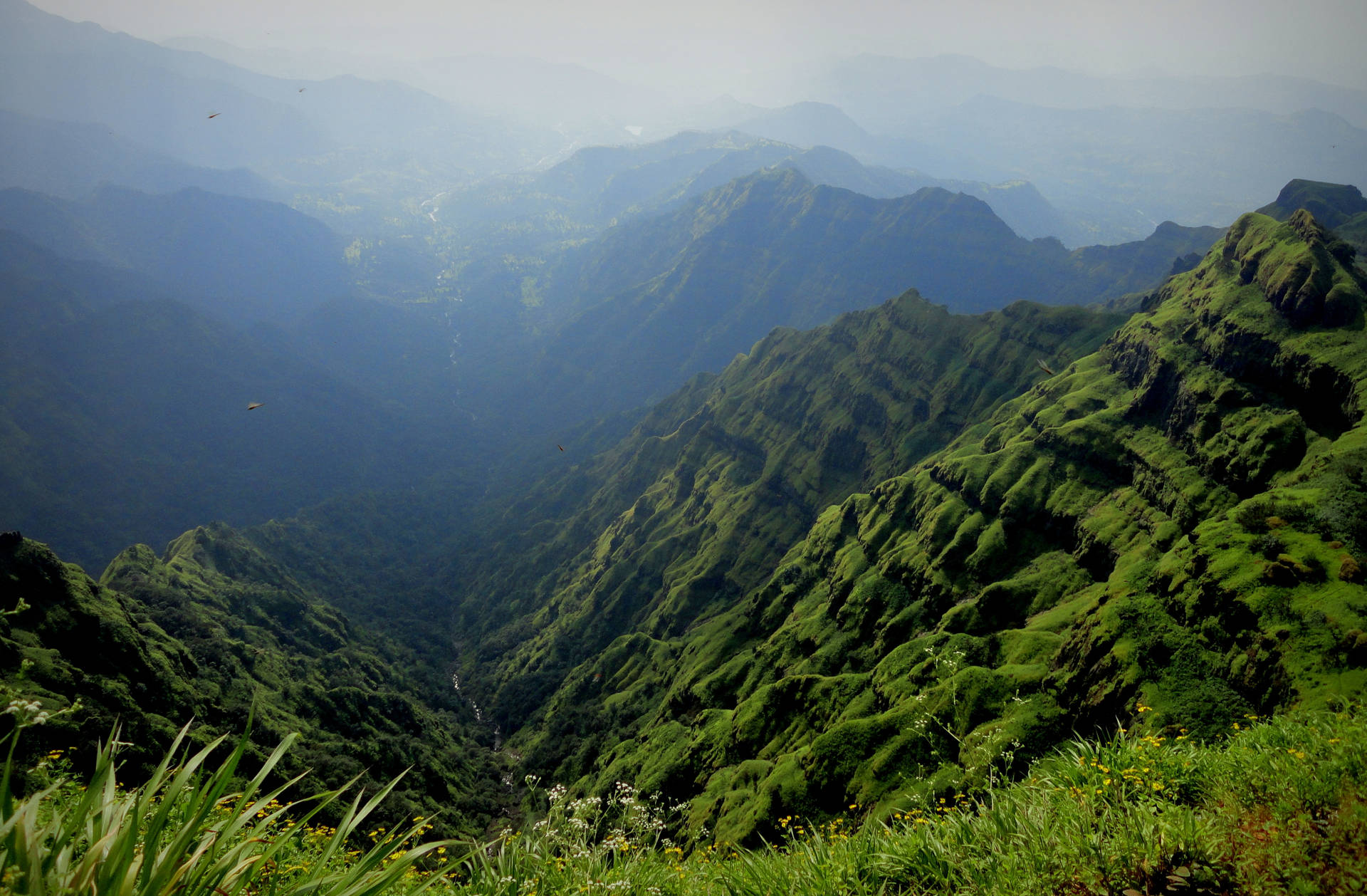 पहाड़ी कोहरा और ऊपर हरी घास और झाड़ियाँ — पहाड़ वॉलपेपर