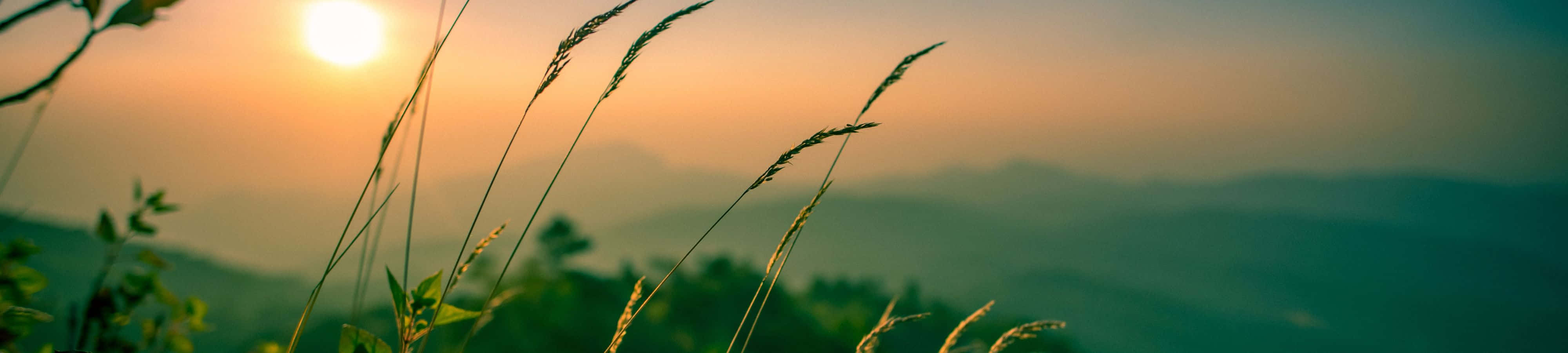 “पहाड़ी घाटी में हरे-भरे शंकुधारी वनों से घिरा एक सुंदर सूर्यास्त।” वॉलपेपर