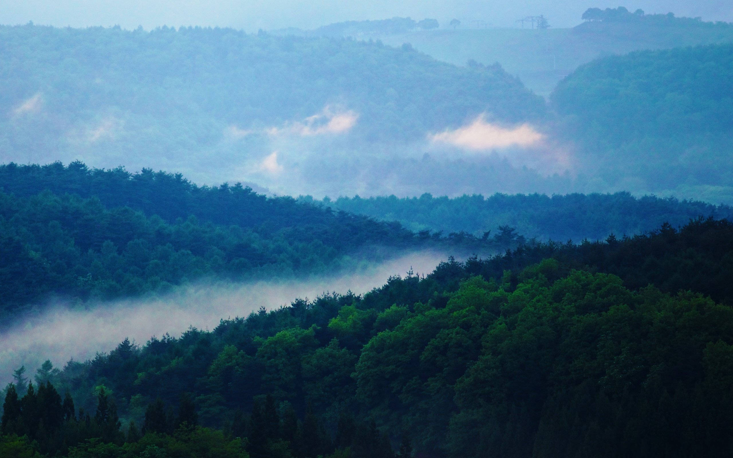 पहाड़ी दृश्य पर कोहरा भरा जंगल वॉलपेपर