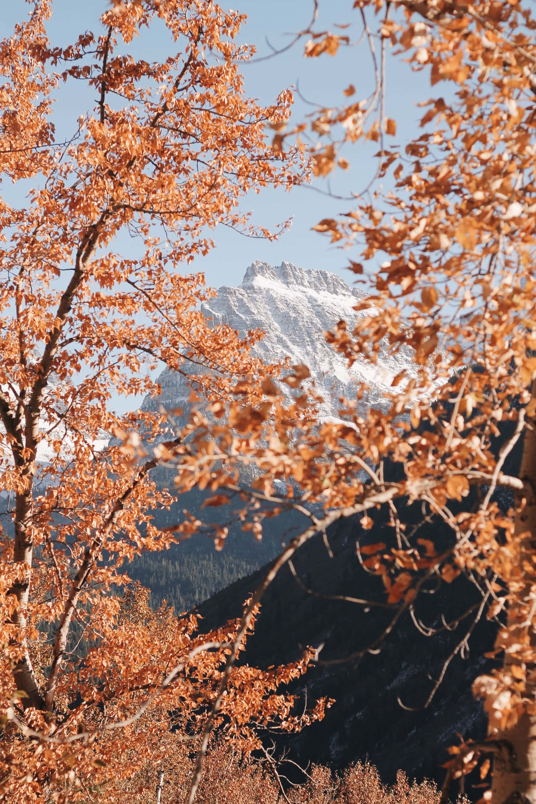 पहाड़ों की श्रृंखला जिसमें पीछे पेड़ और पहाड़ हैं वॉलपेपर