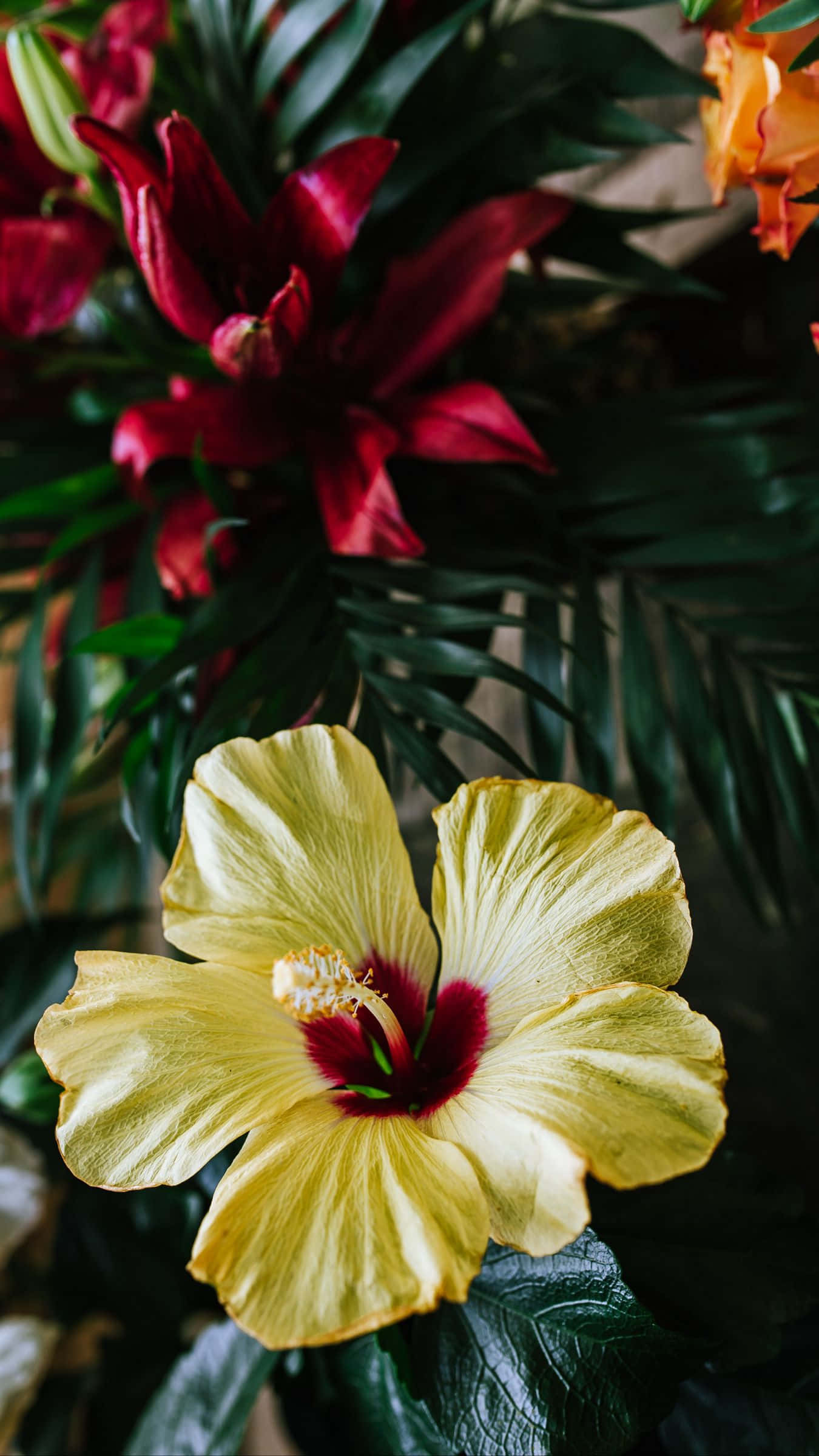 पीले हिबिस्कस फूल का गुलदस्ता वॉलपेपर