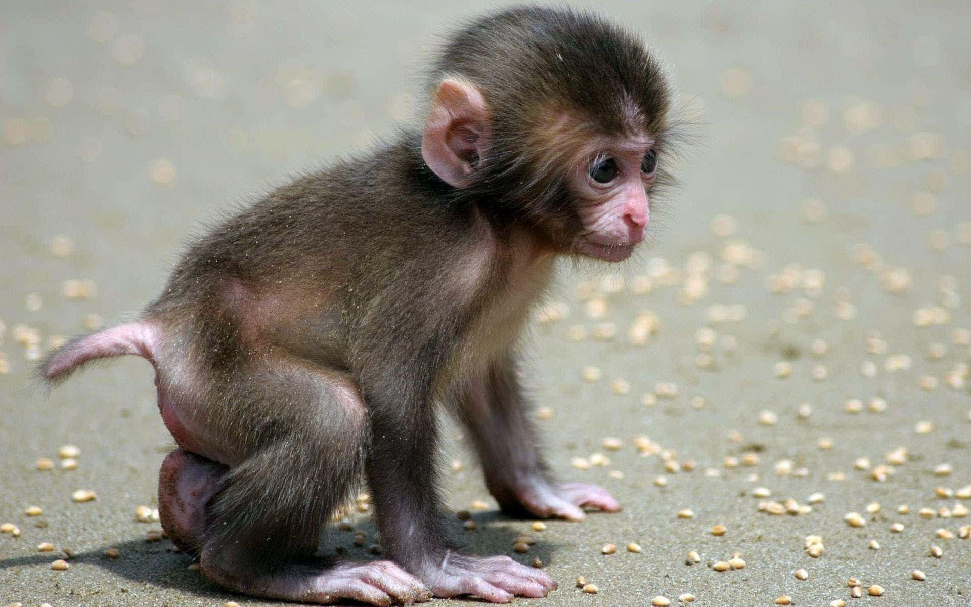 पेड़ पर खेलता एक प्यारा बंदर वॉलपेपर